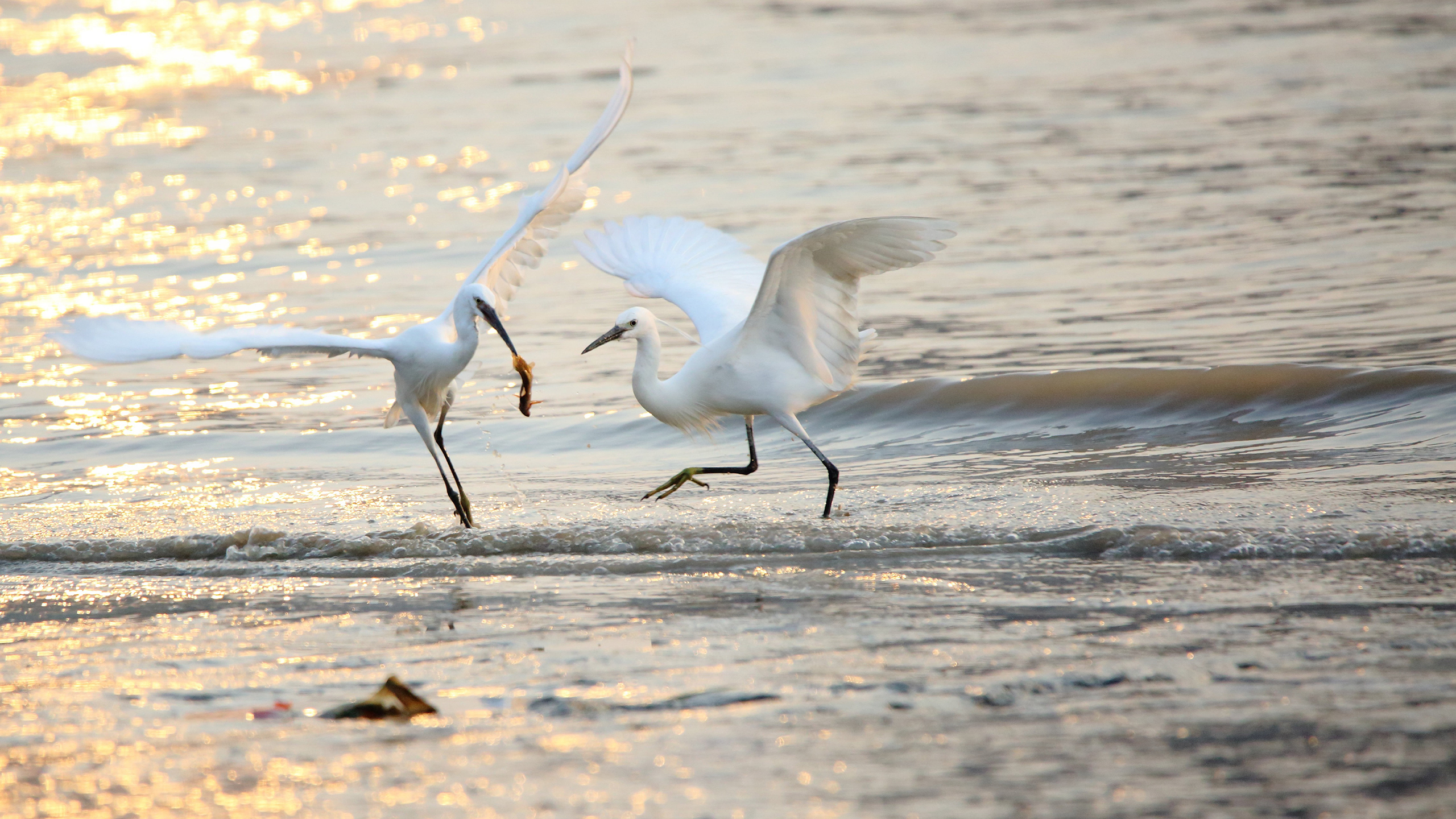 动物 白鹭 野生动物