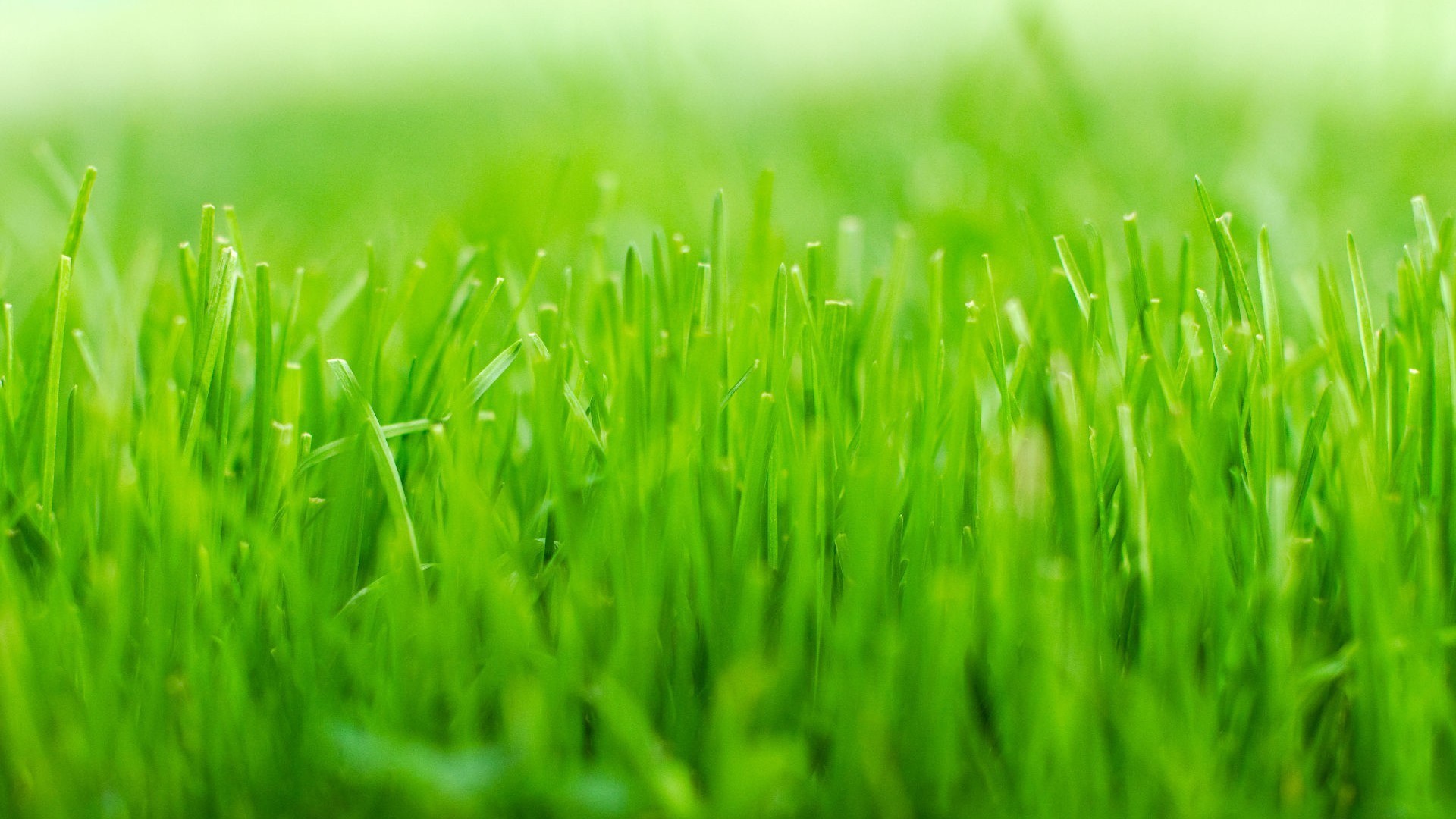 护眼壁纸 绿色 生机 青草