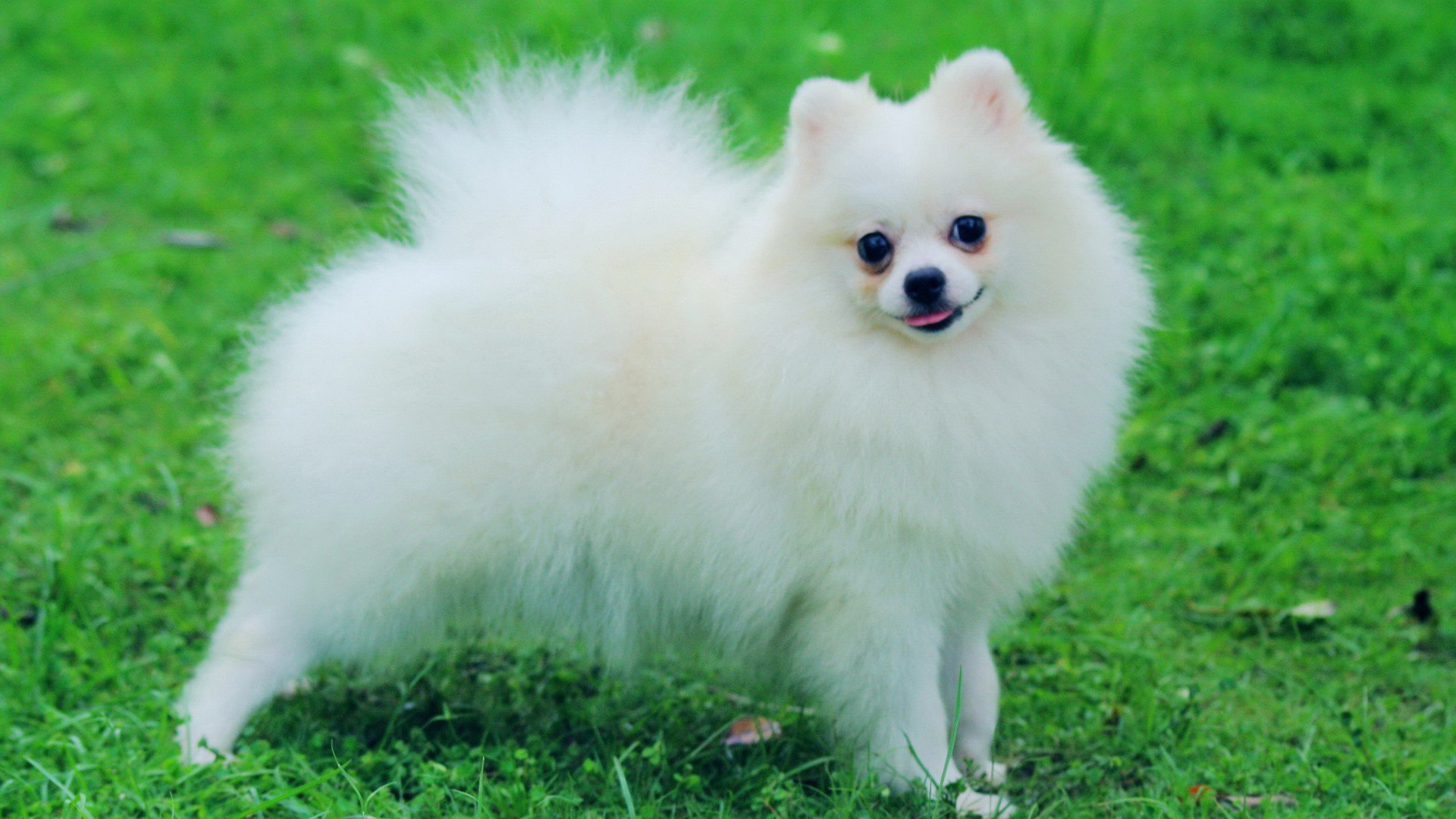 萌宠 汪星人 萨摩耶 可爱 呆萌