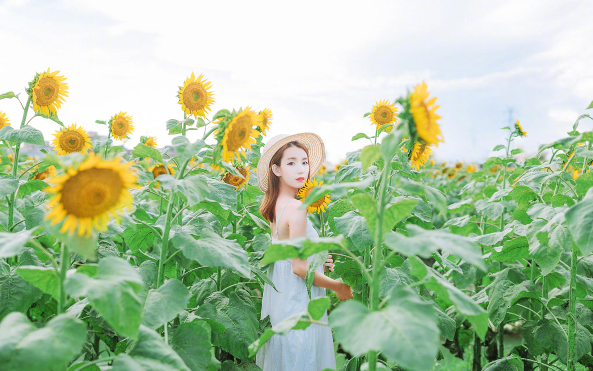 清纯  向日葵 田野里  阳光