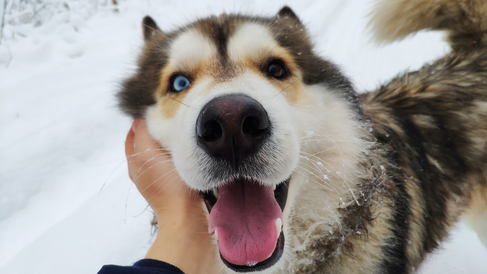 汪星人 雪橇犬 狗 可爱