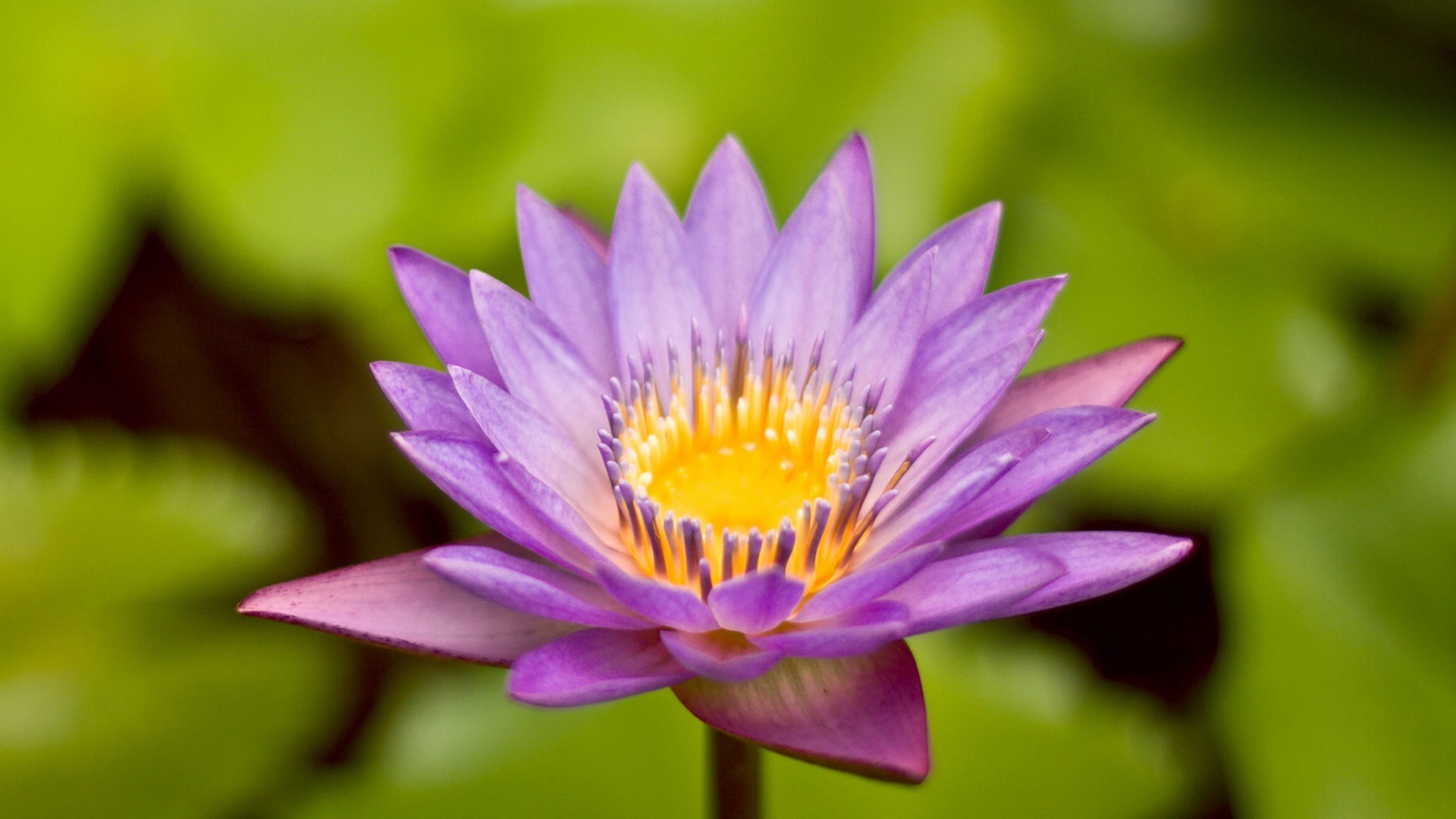 小清新 静物 植物 莲花