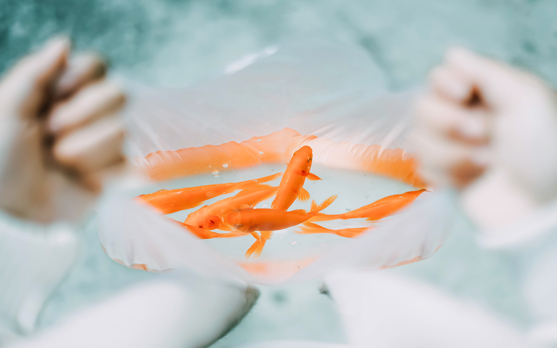 小清新 金鱼 温馨一刻