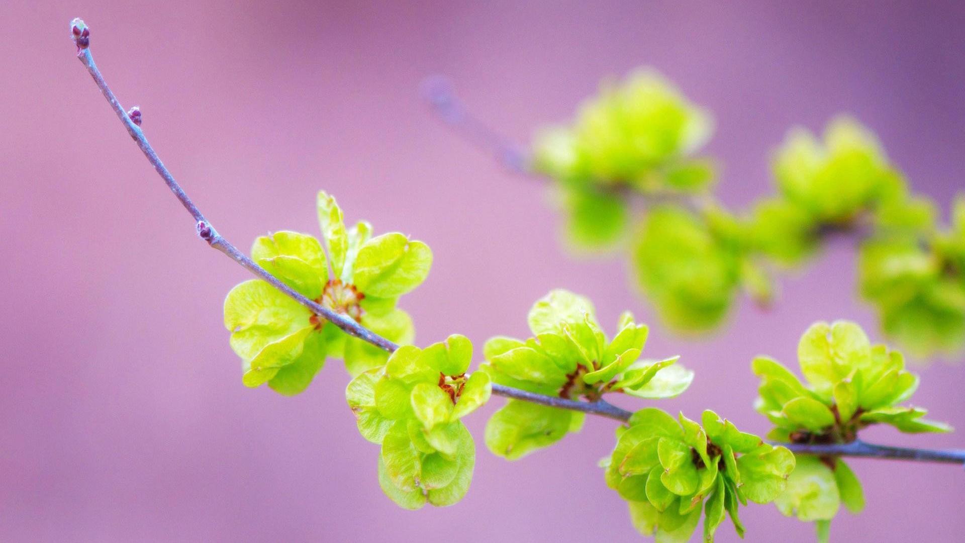 小清新 娇艳欲滴 花