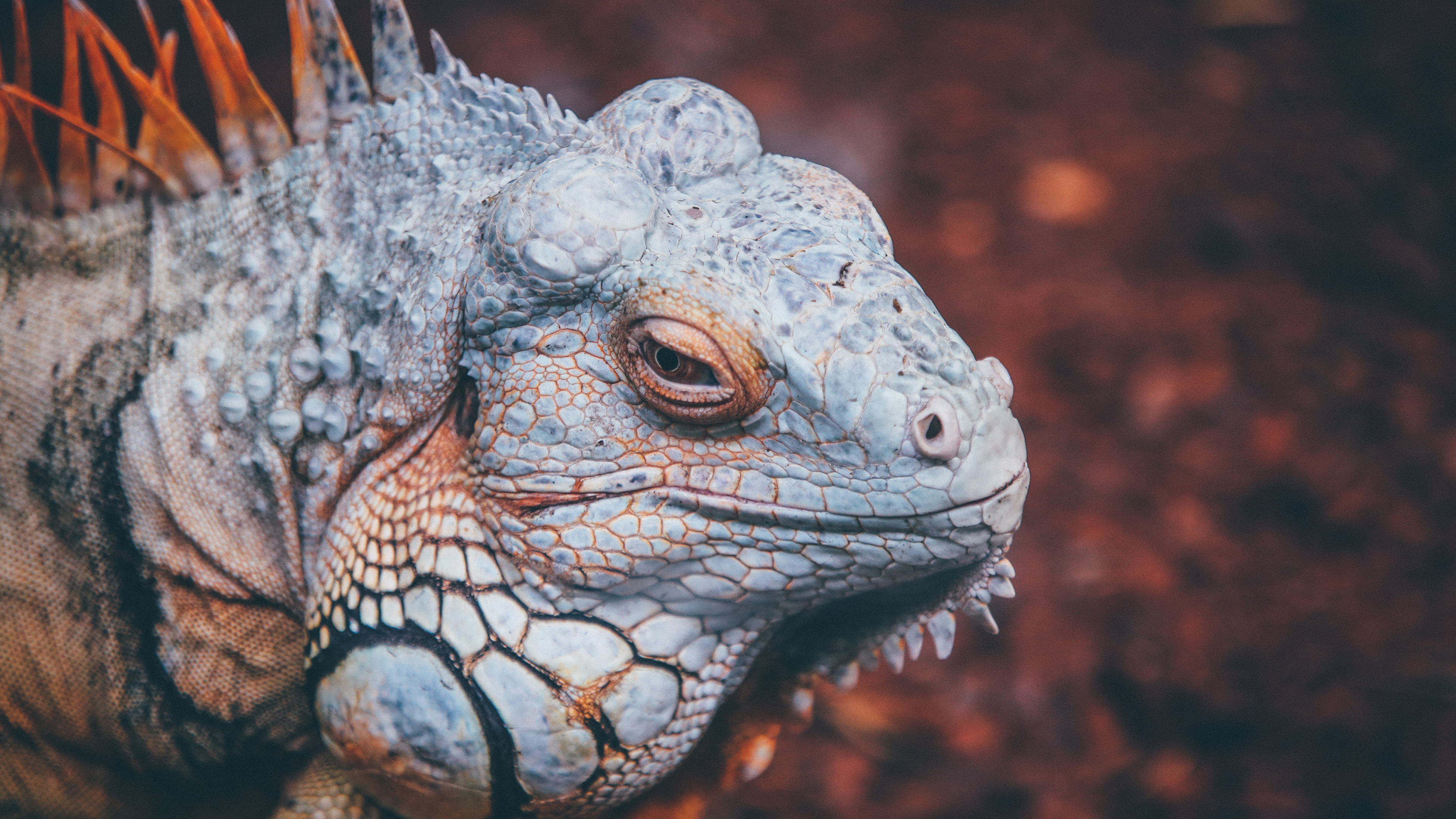 动物 变色龙 蜥蜴 野生动物