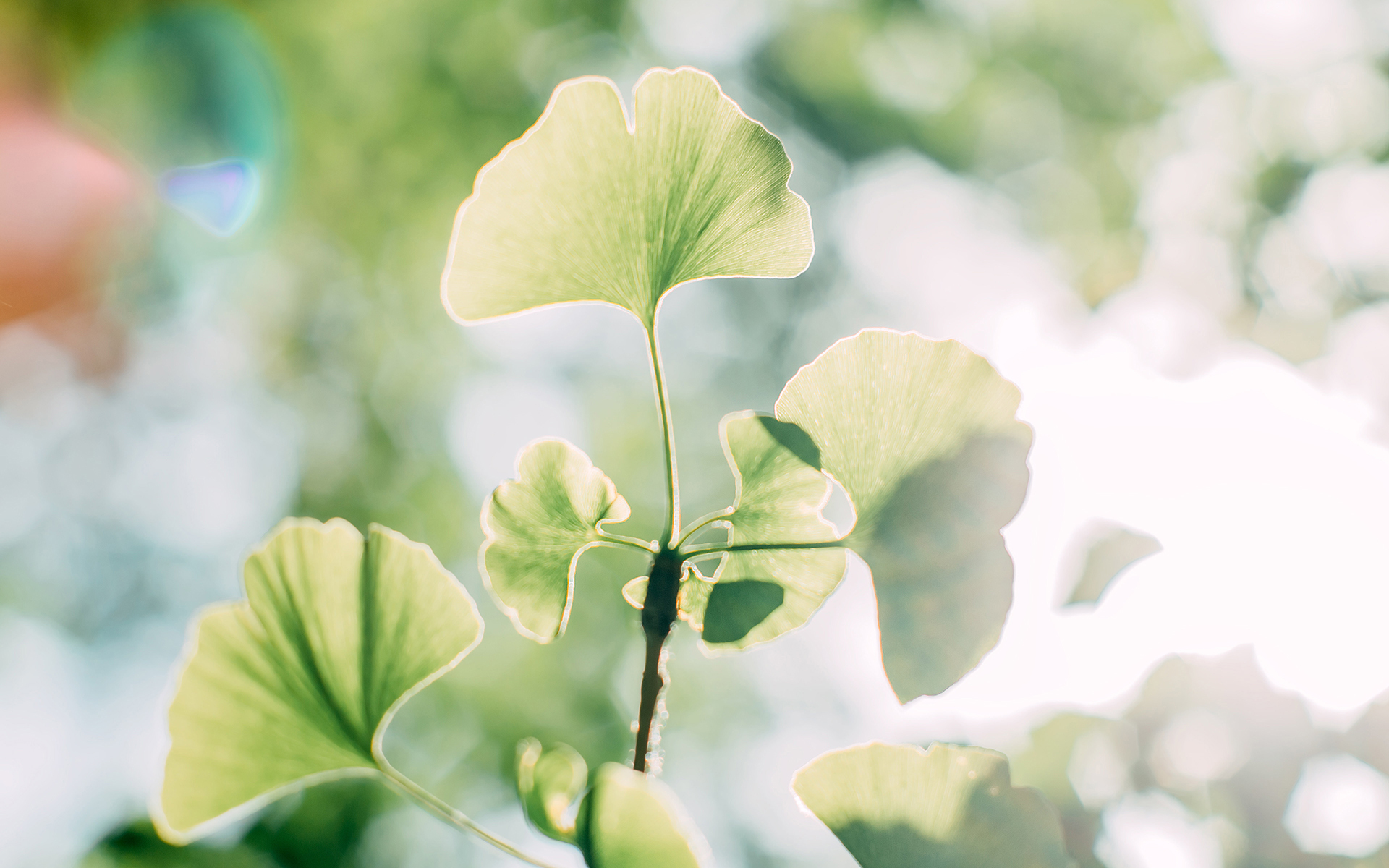 护眼壁纸  绿叶 护眼