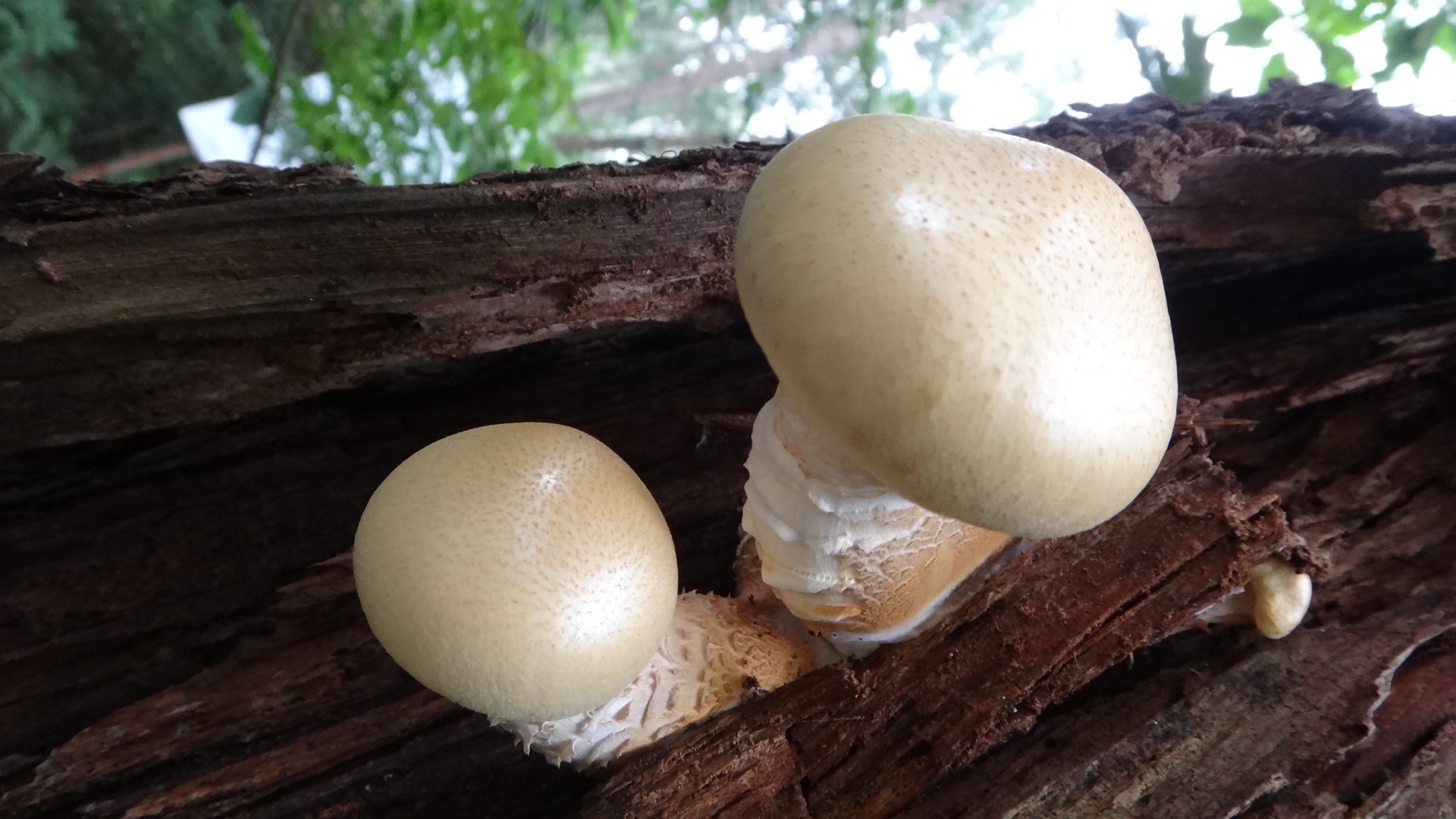 小清新 小蘑菇 白色蘑菇 可爱 宽屏