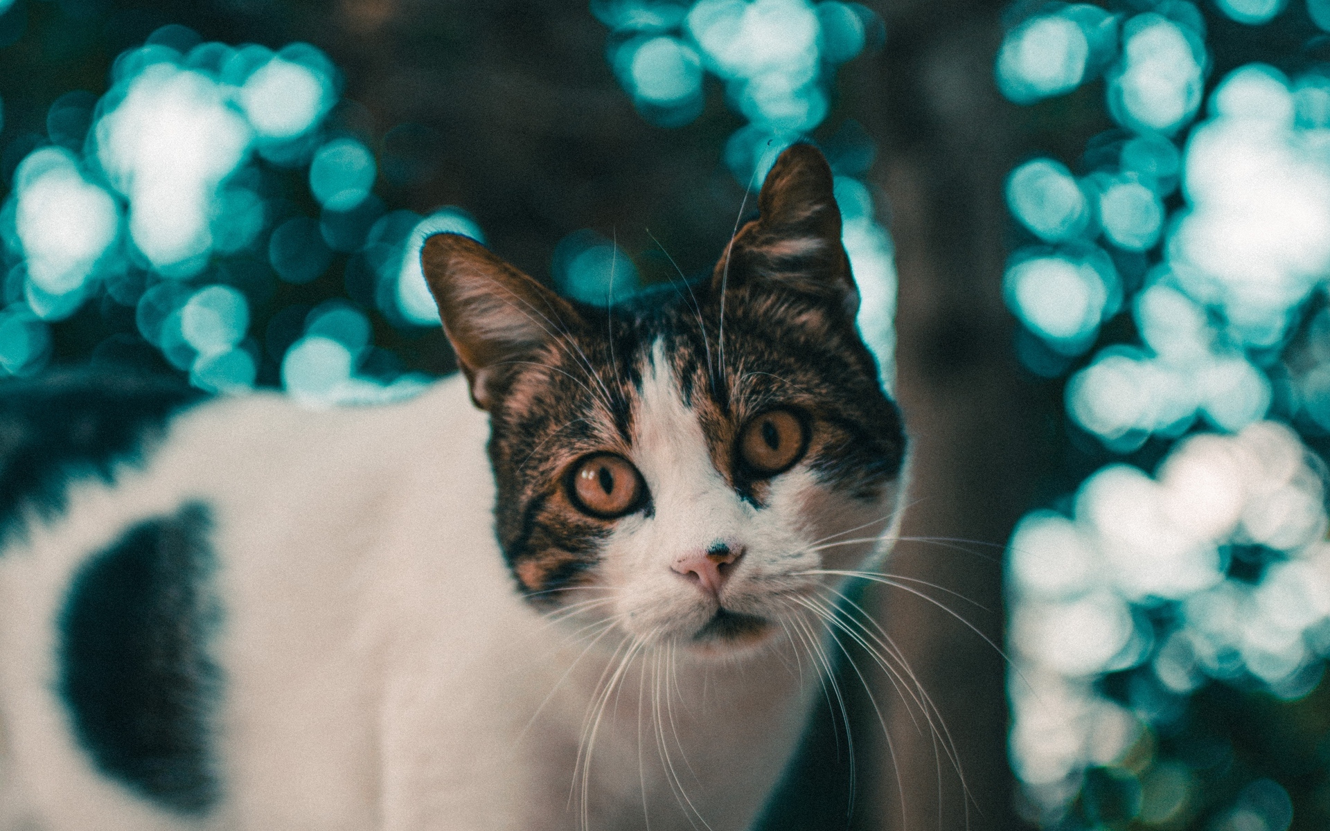 喵星人 可爱软萌小猫咪