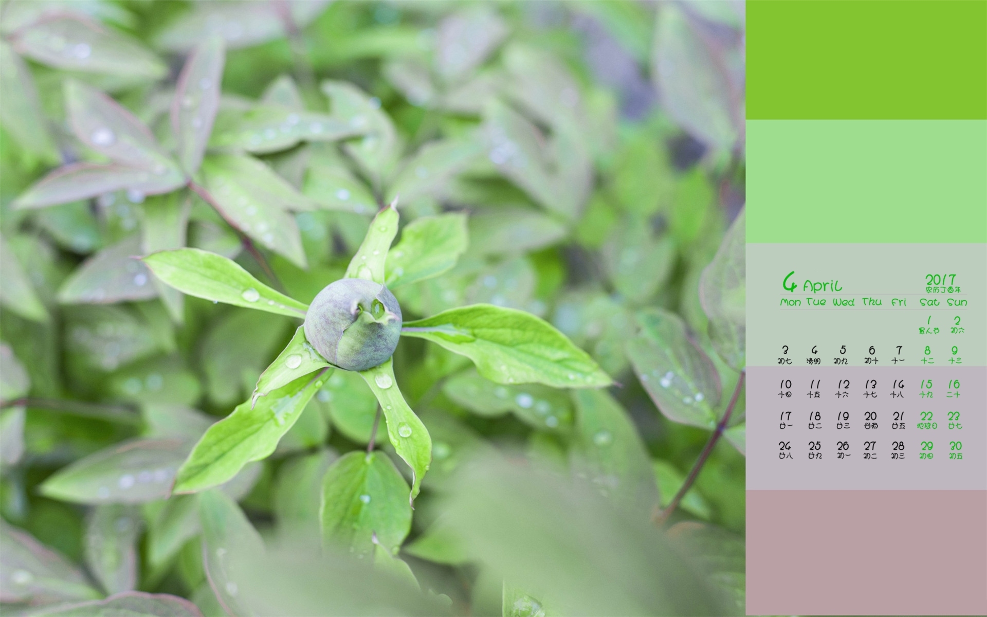 2017年4月 绿色植物