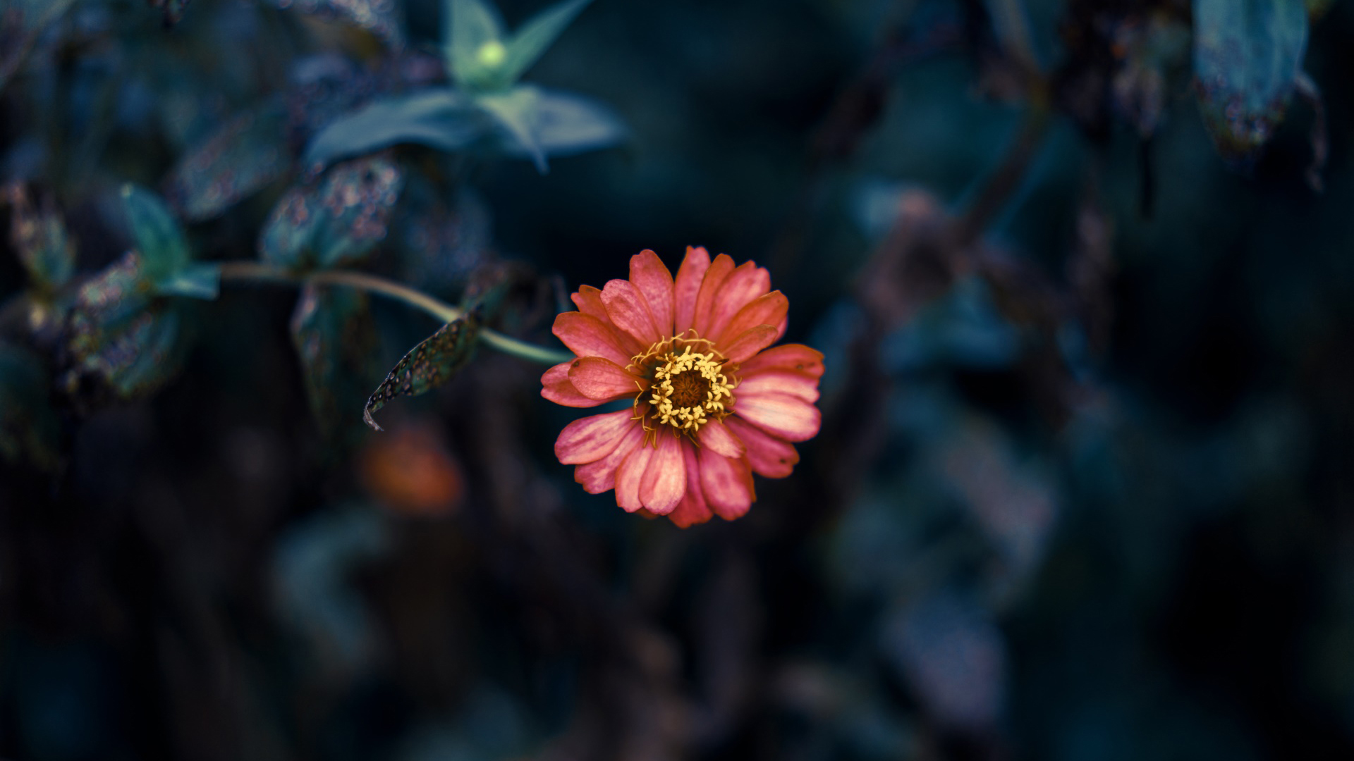 护眼壁纸 花朵 红花