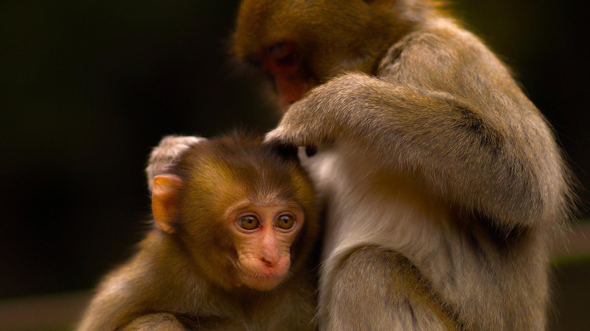 萌宠 小猴子 可爱 宽屏