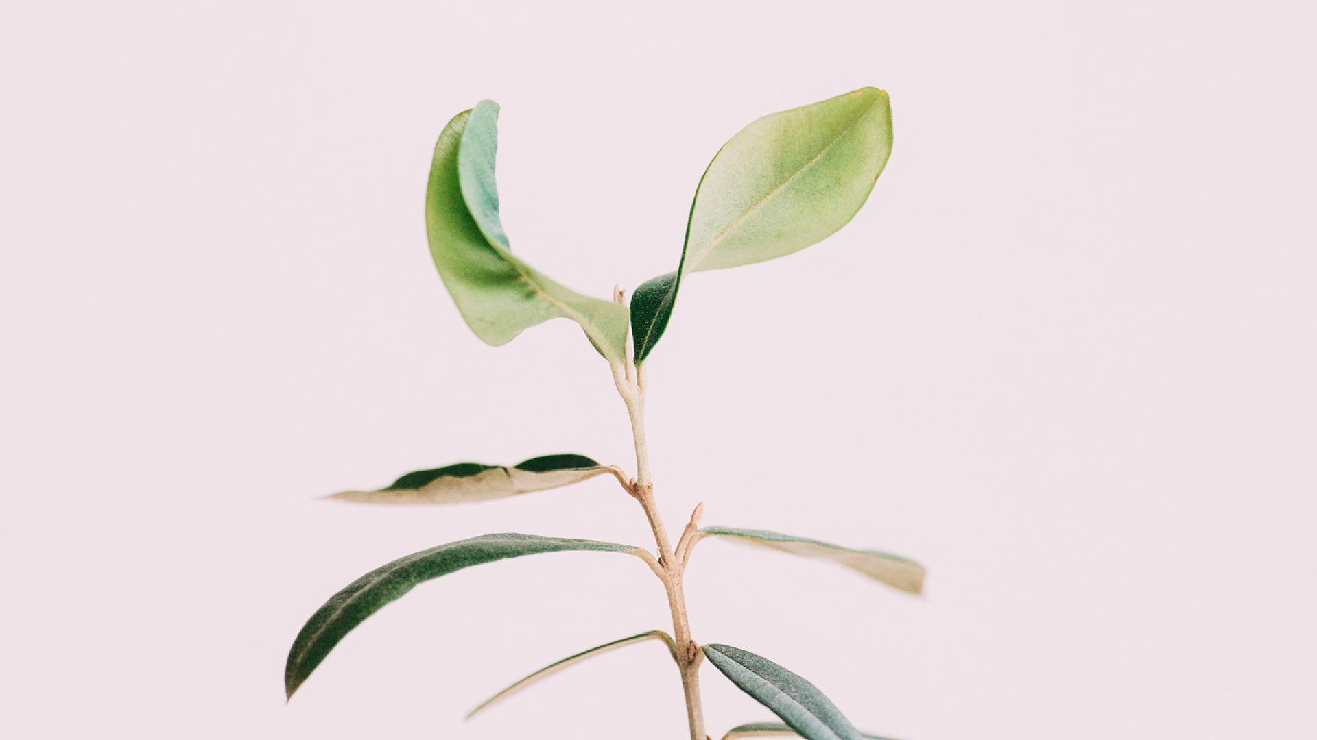 静物写真  孤单的树枝