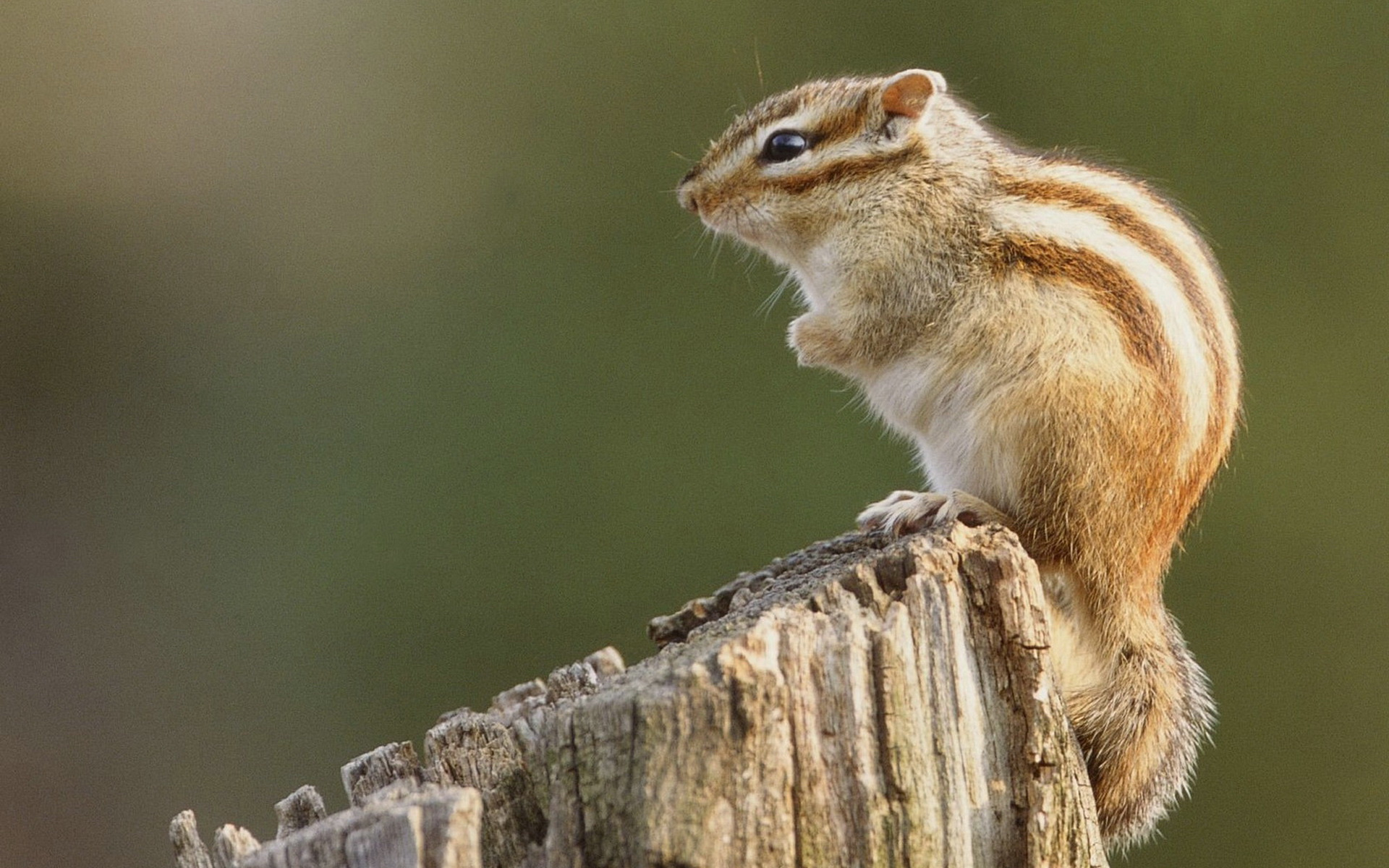 萌宠 小仓鼠 可爱 呆萌 宽屏