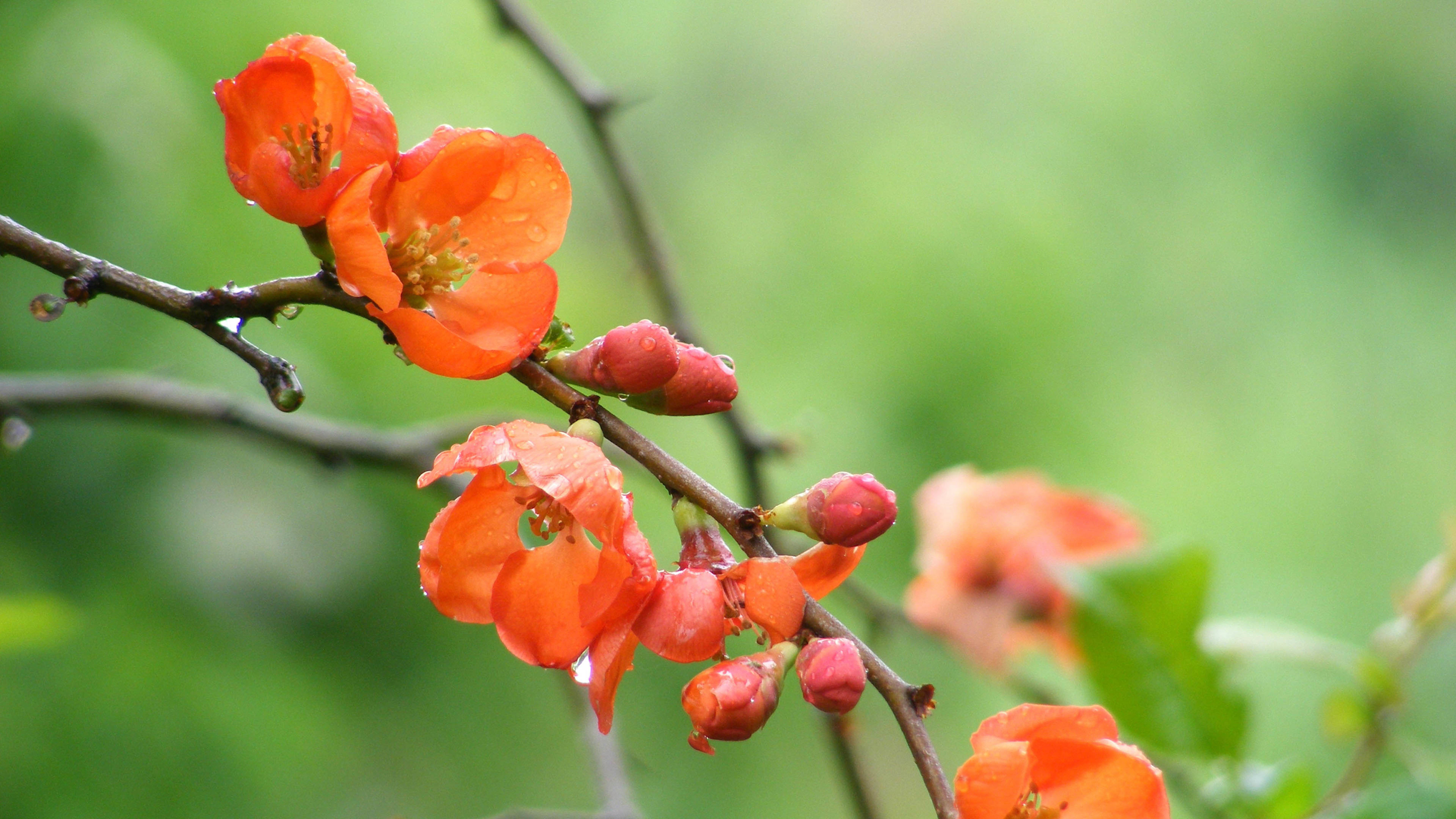 含苞待放的梅花