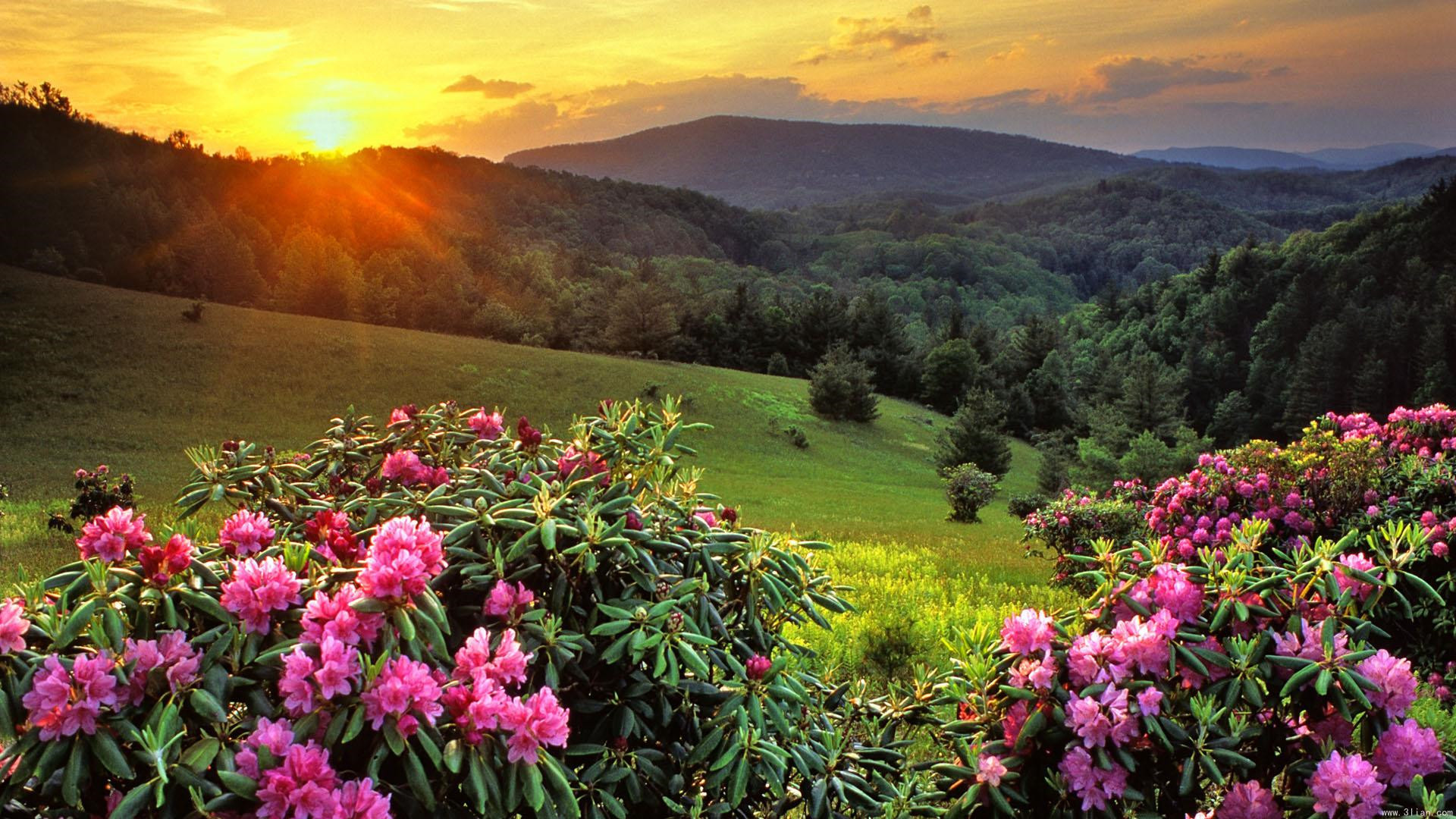 风景 夕阳 鲜花