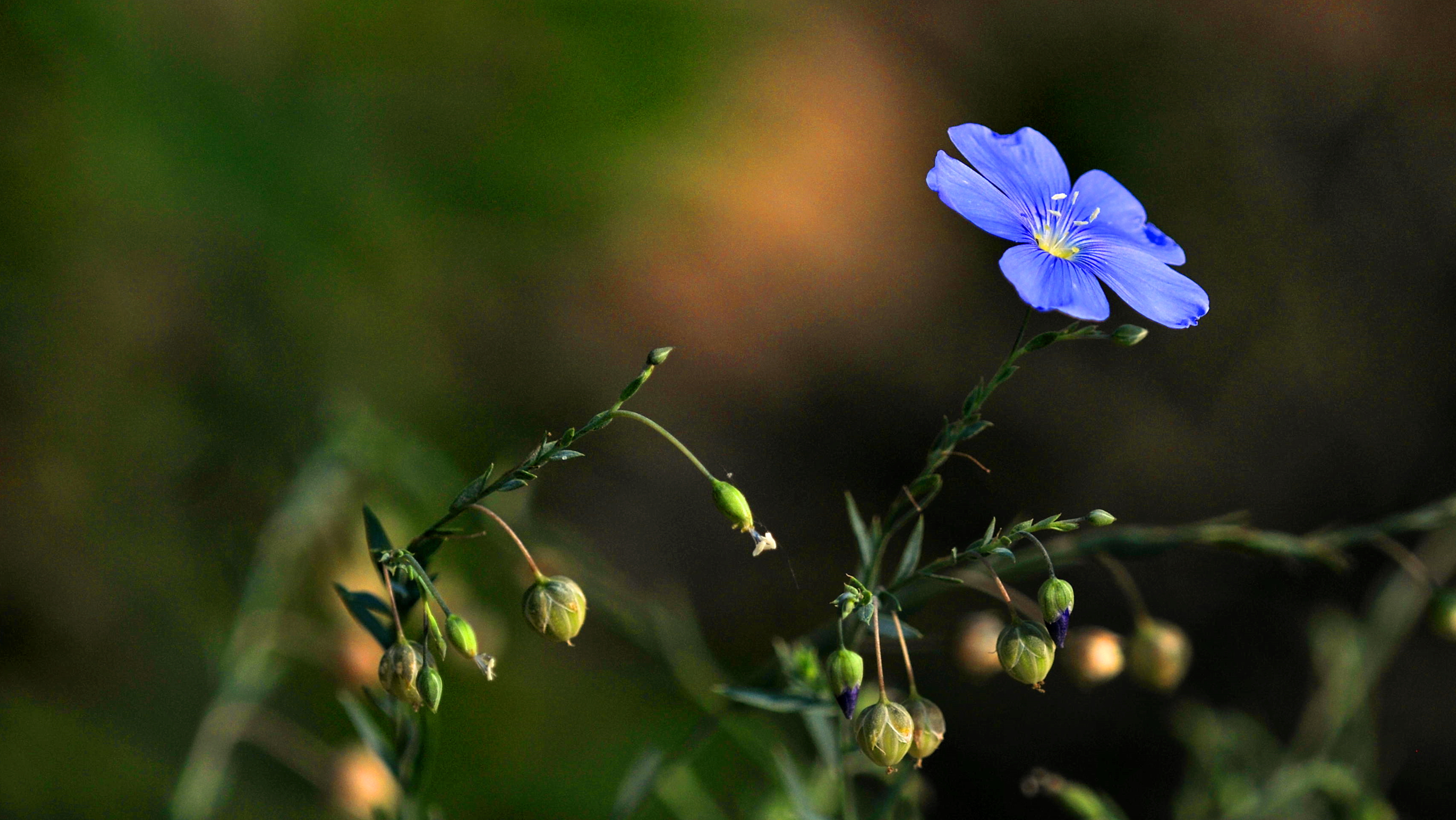 清新淡雅 花卉 微距