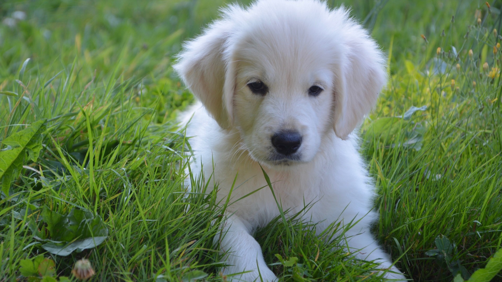 动物 萌宠 狗 小狗