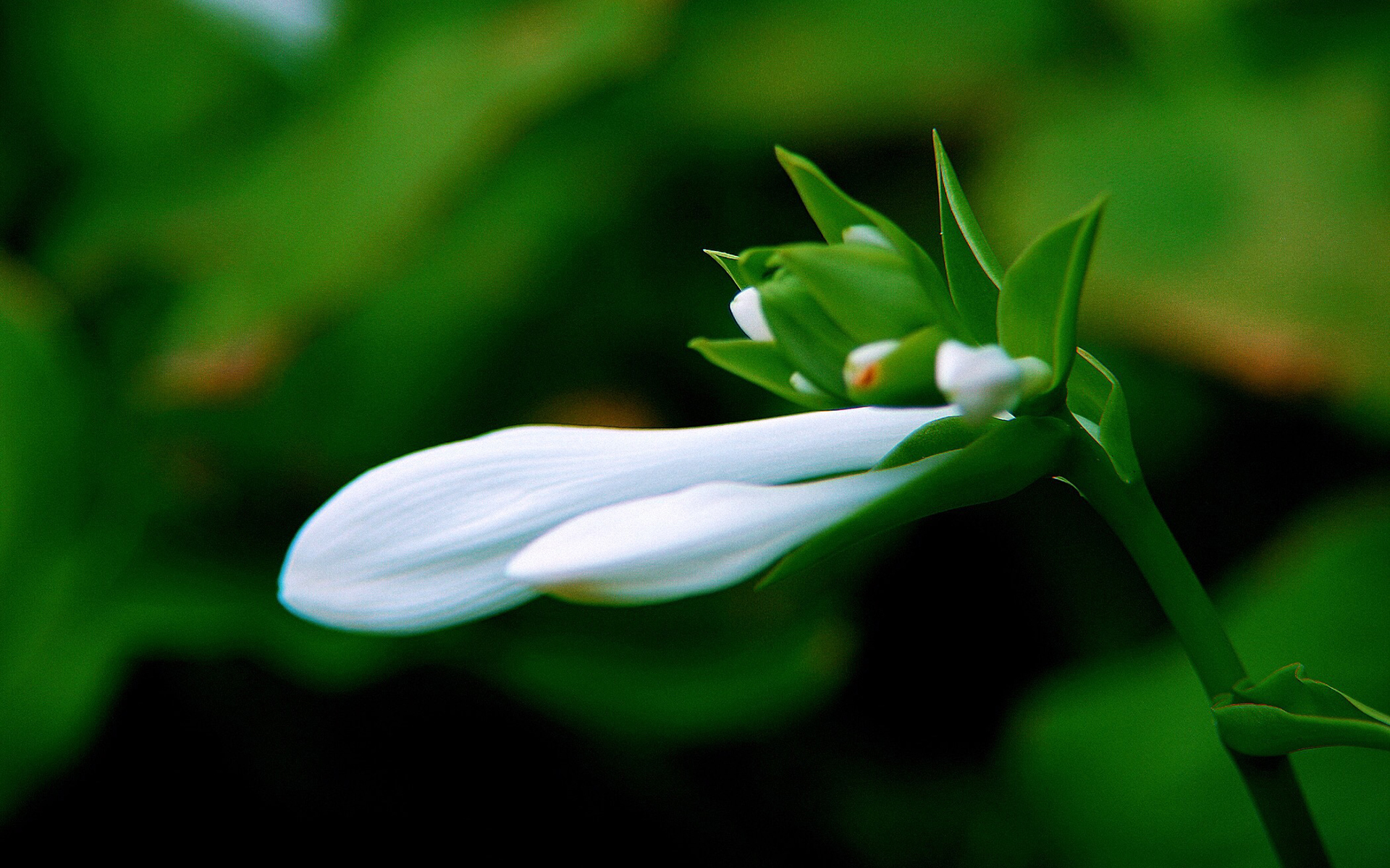 护眼壁纸  绿色 护眼 花卉