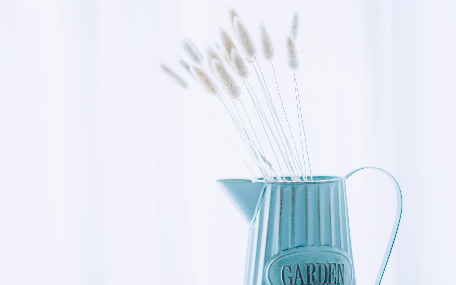 小清新 静物写真 狗尾草