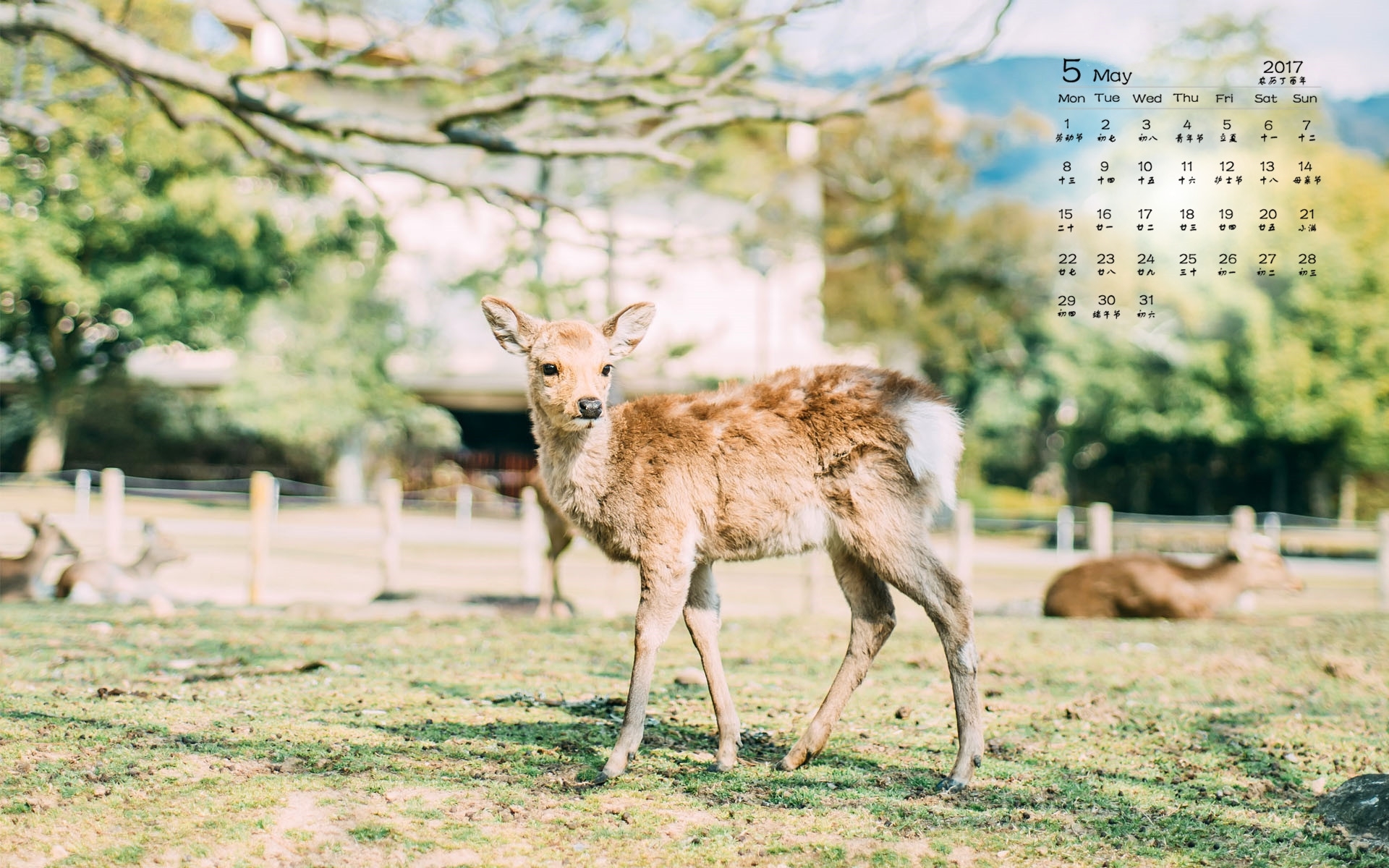 2017年5月 梅花鹿