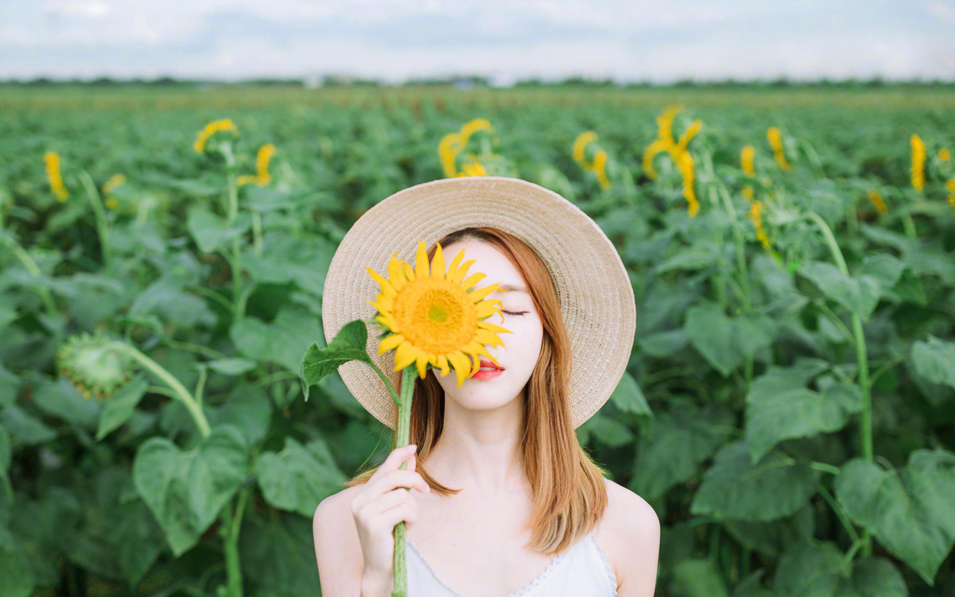 清纯  向日葵 田野里  阳光