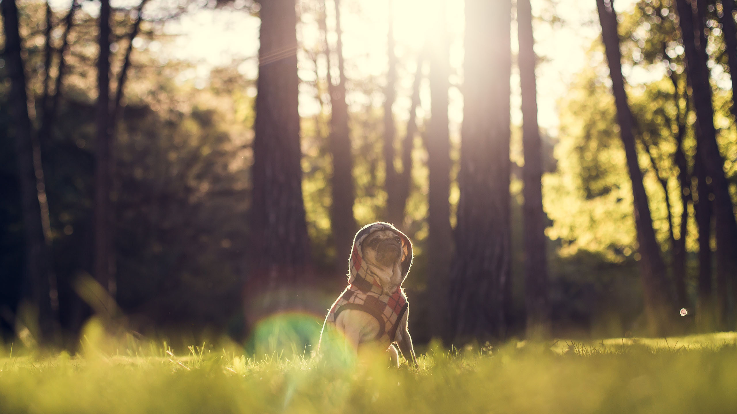 萌宠 动物 狗 汪星人