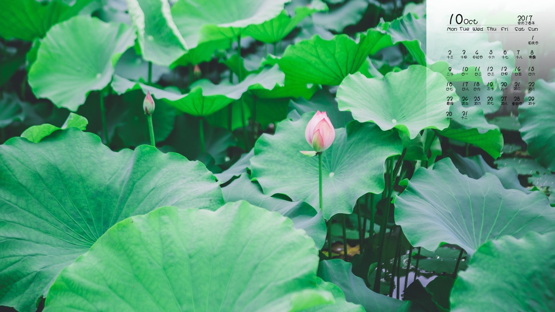 日历 2017年10月 荷叶 荷花