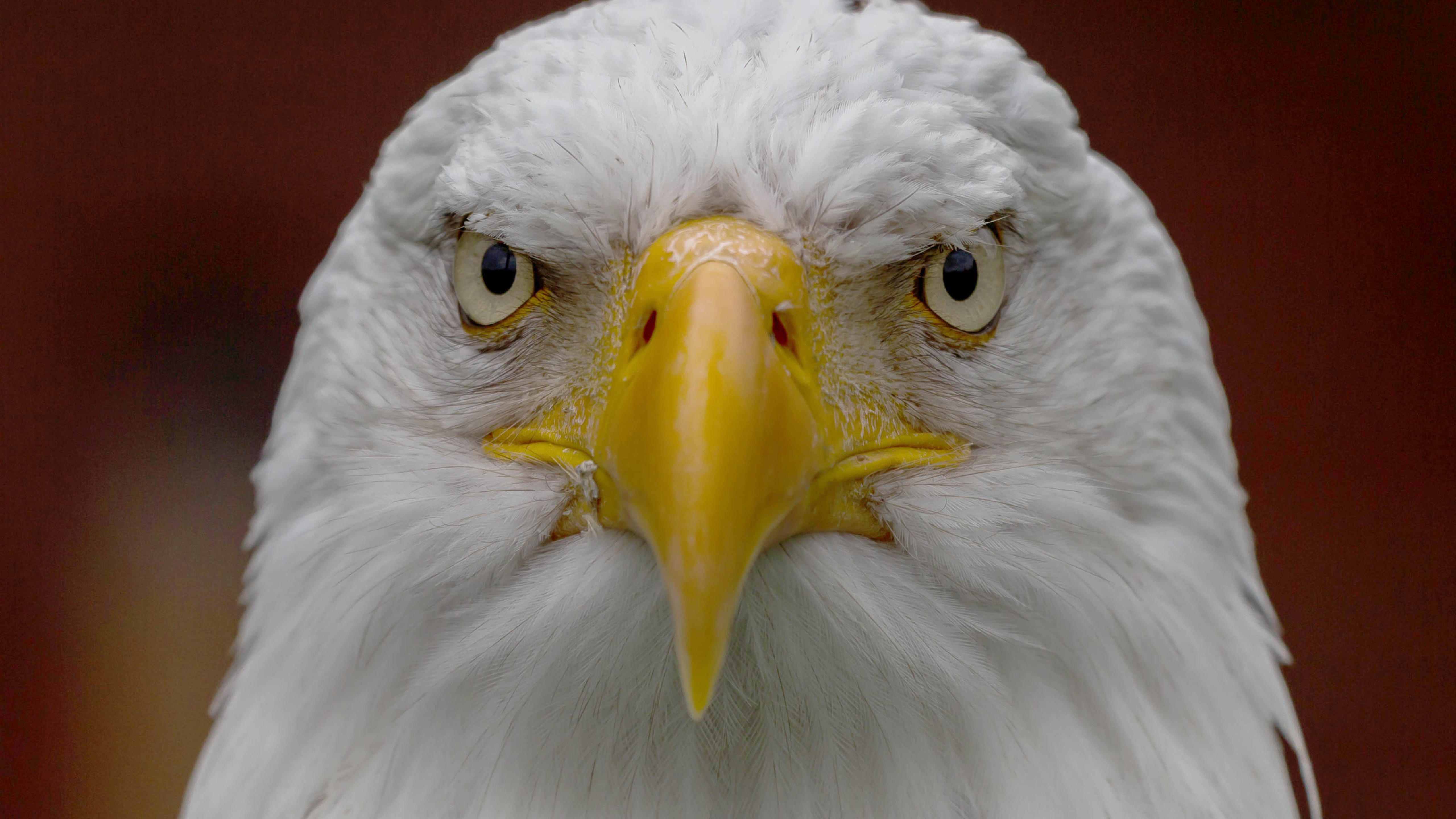 老鹰 眼睛 深邃