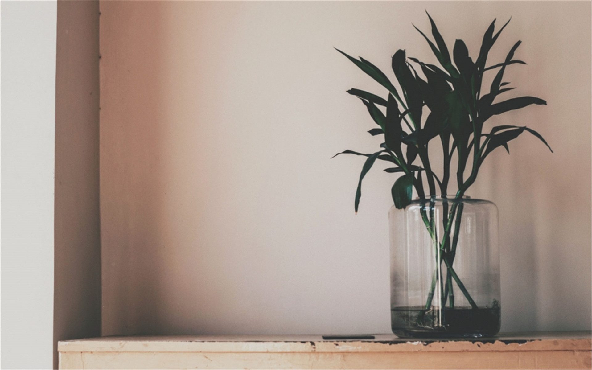 静物写真  简洁  绿色  植物   养眼