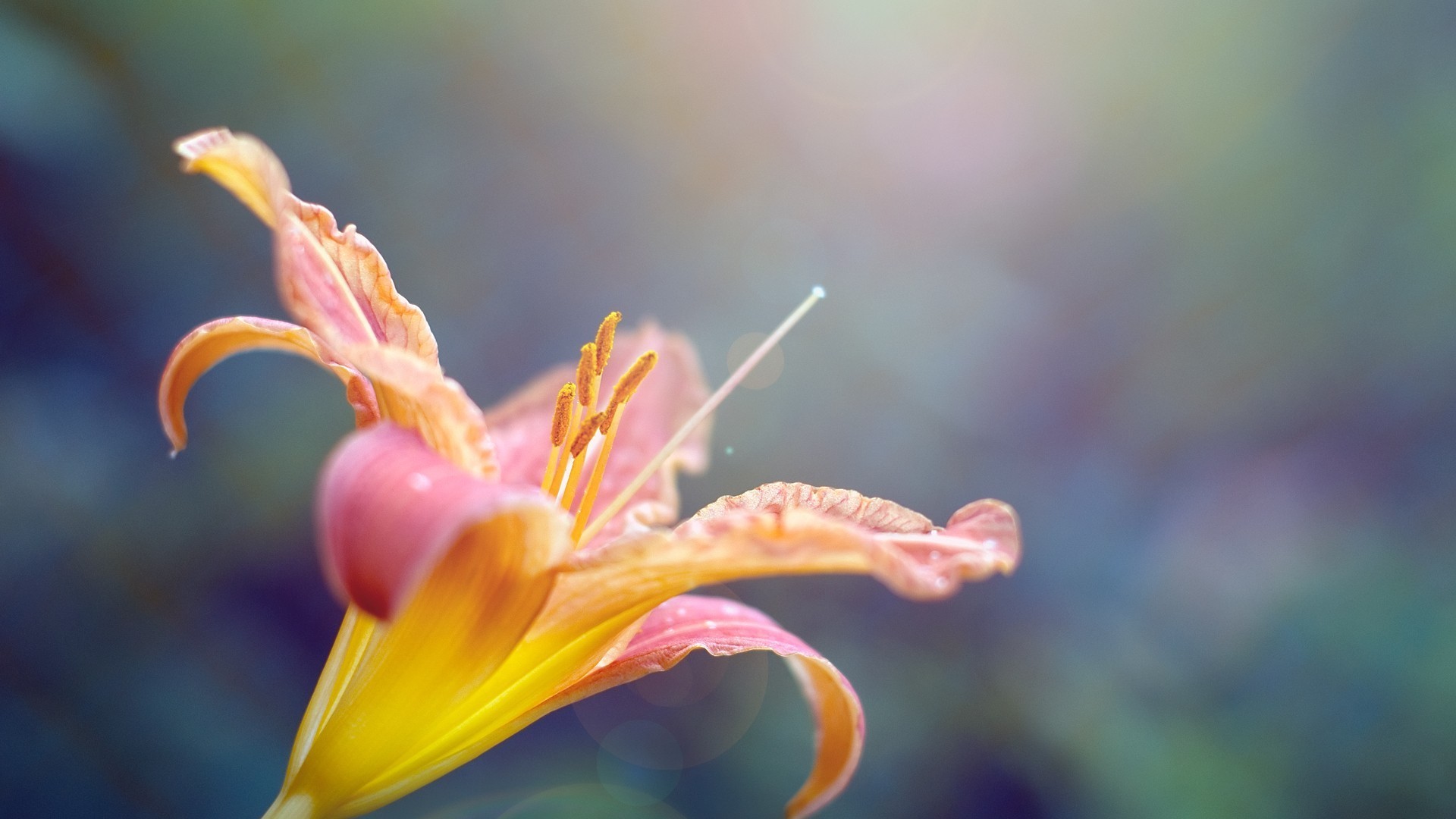 小清新 静物 植物 花卉