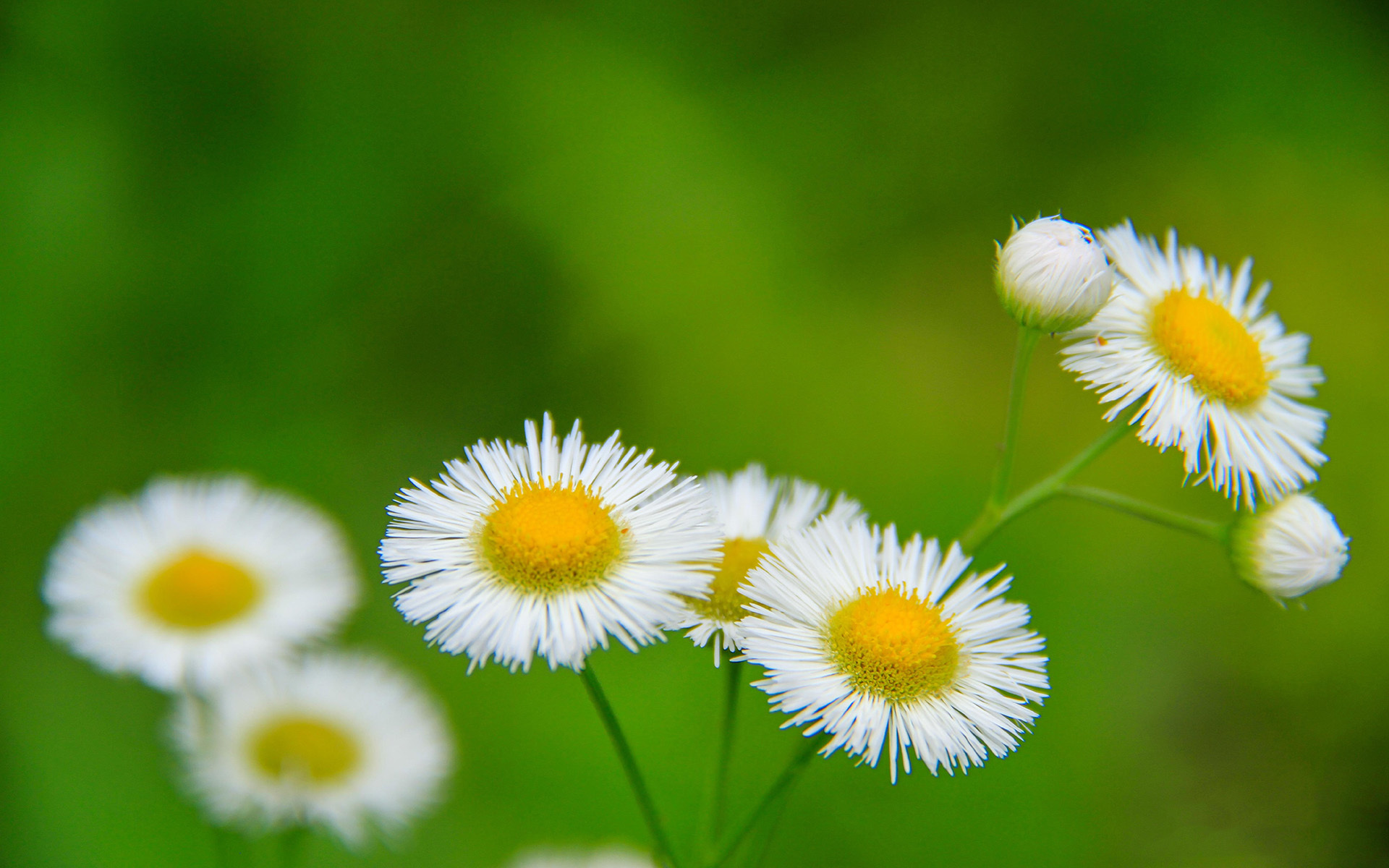 小清新 白色小花