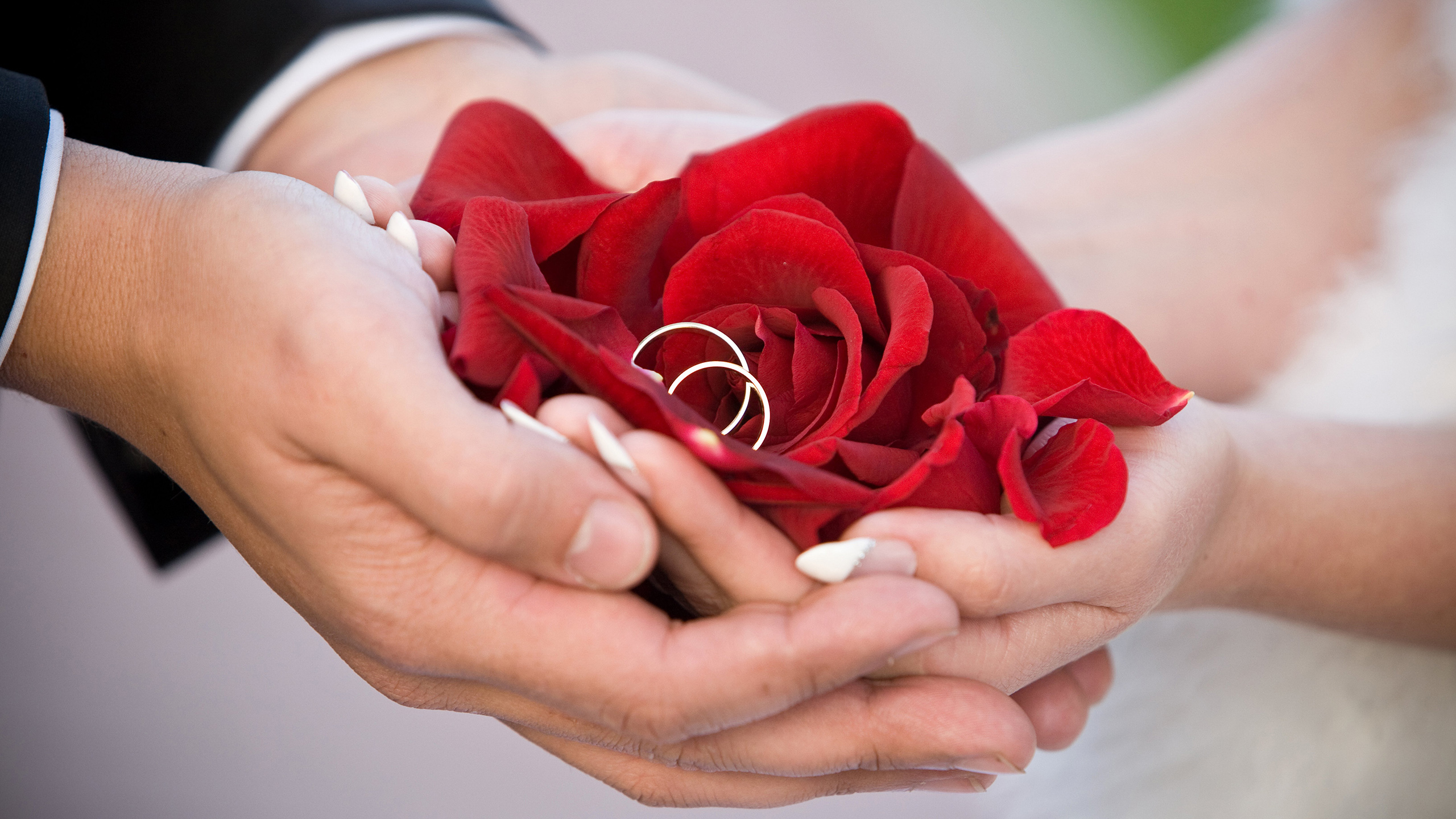 爱情 玫瑰 戒指