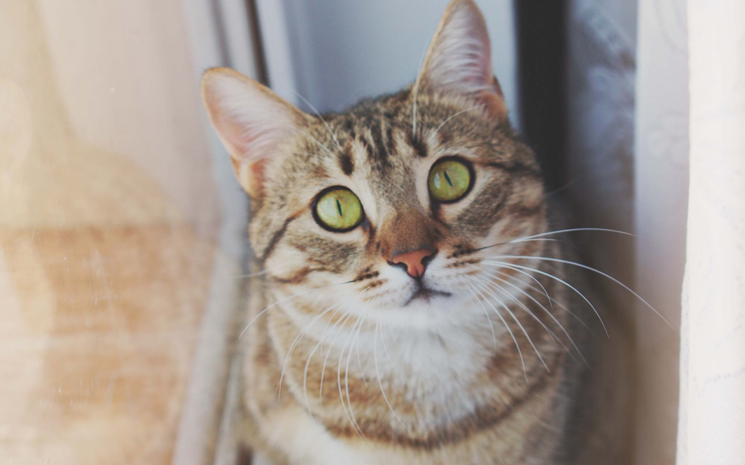 喵星人  萌宠小喵咪  呆萌