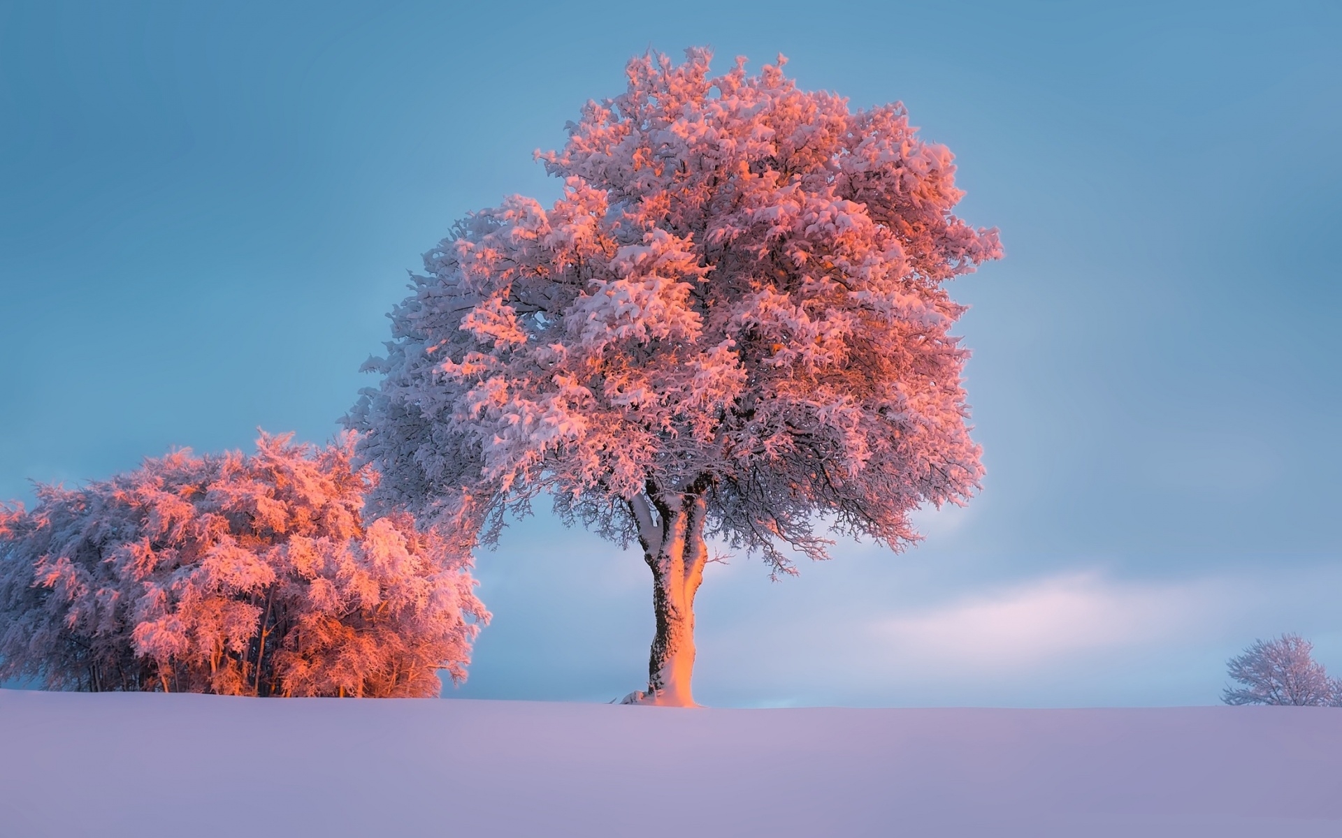 冰天雪地 树木 雪景