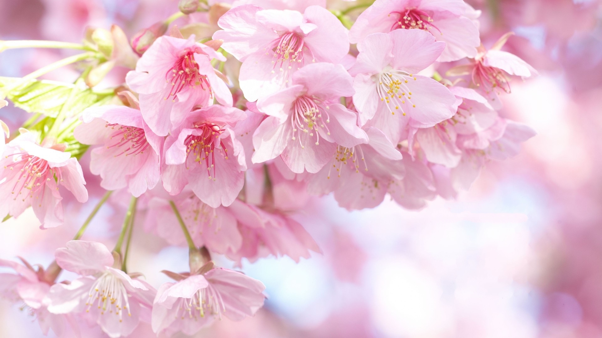 清新淡雅 樱花 粉色