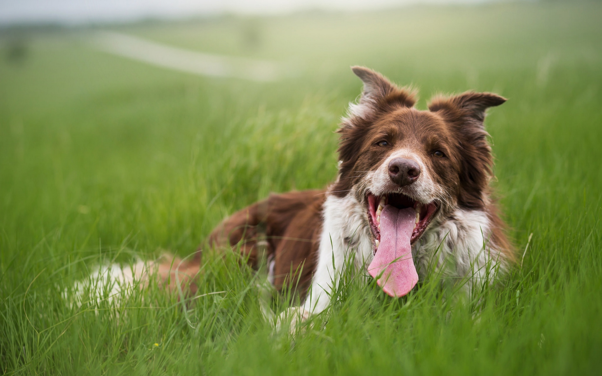 汪星人  可爱萌宠小狗