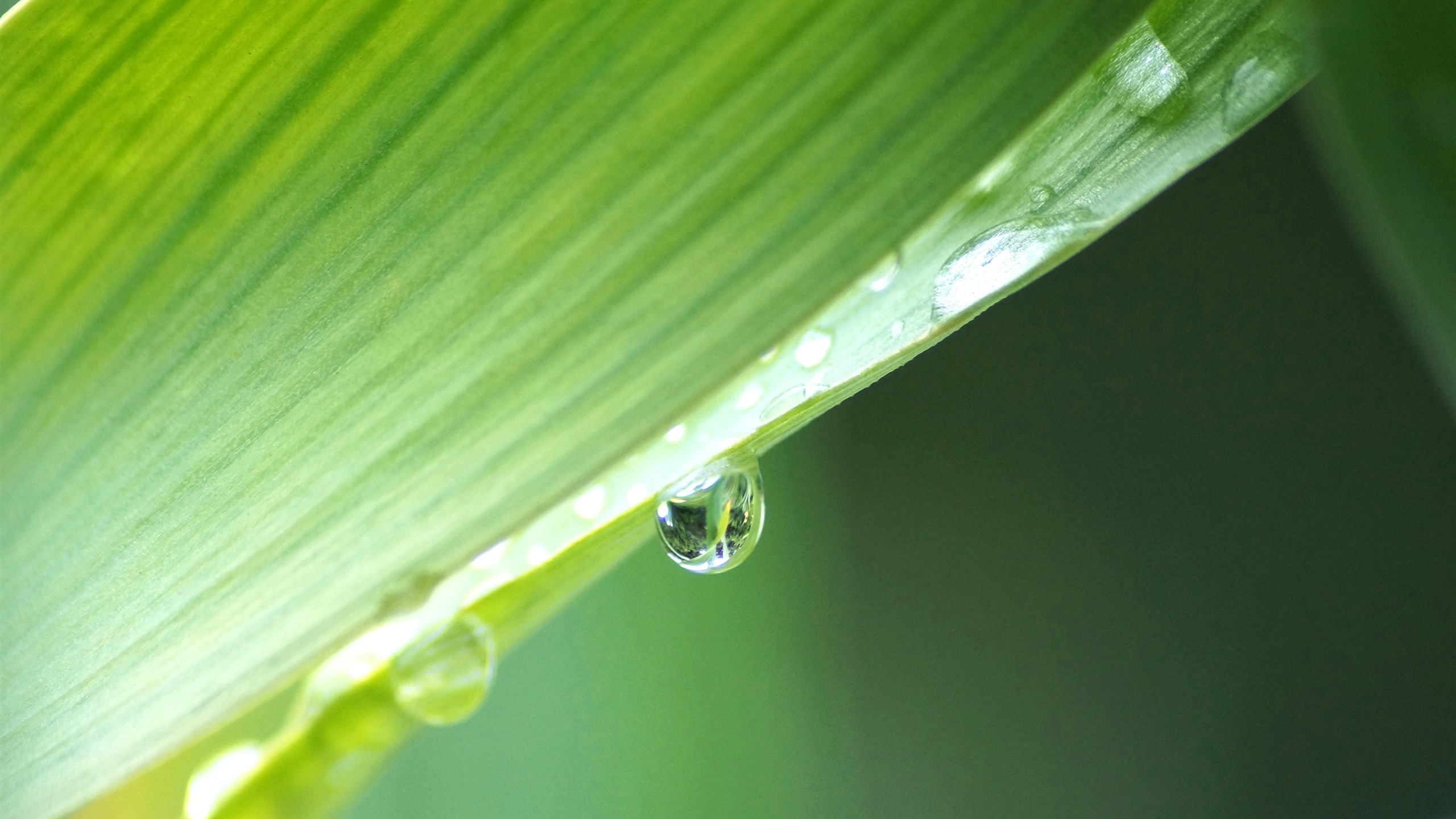 小清新 护眼壁纸 露珠 绿叶