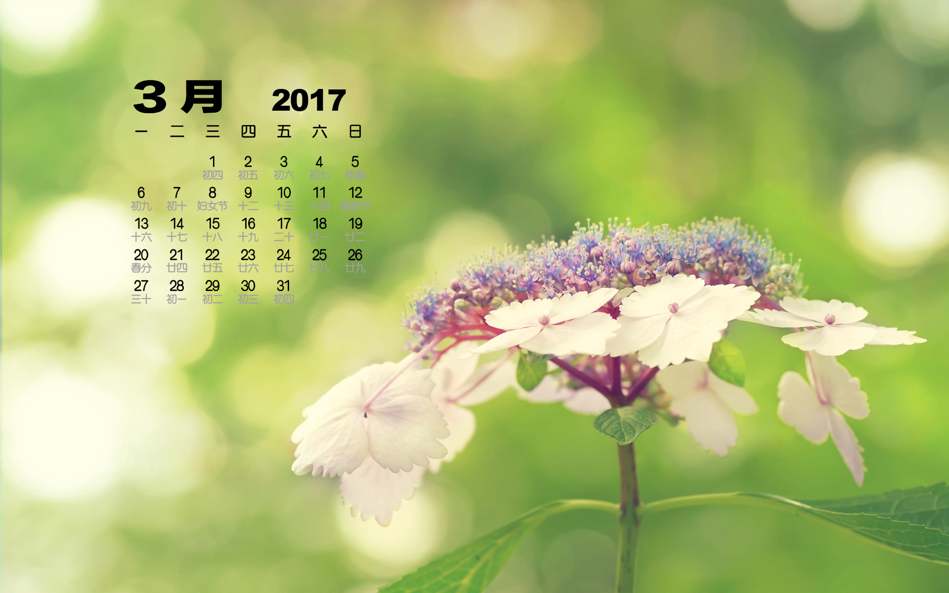 2017年3月 小清新 花朵