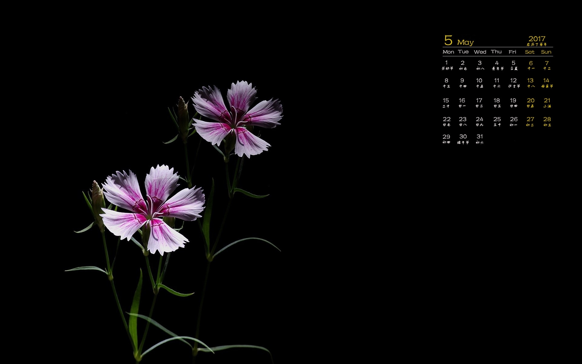 2017年5月 鲜花 黑色