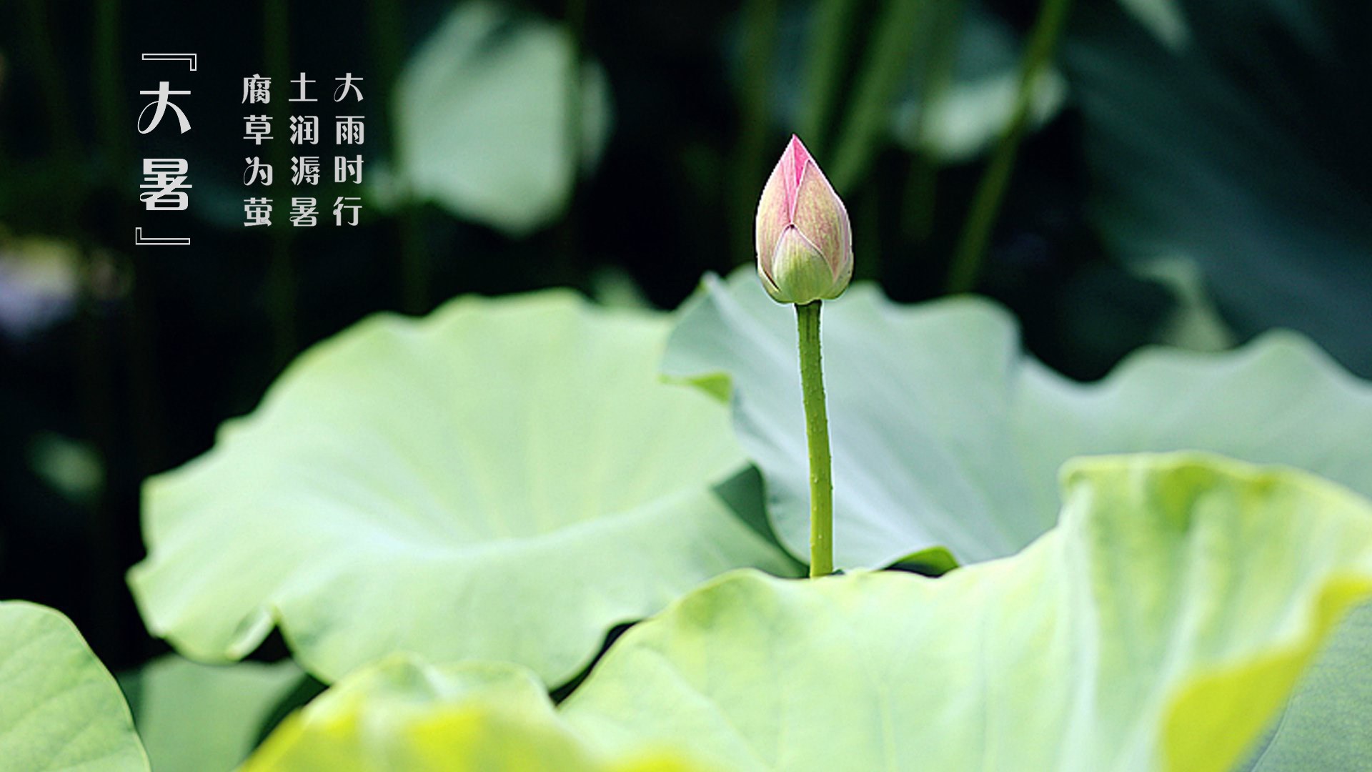 二十四节气 大暑