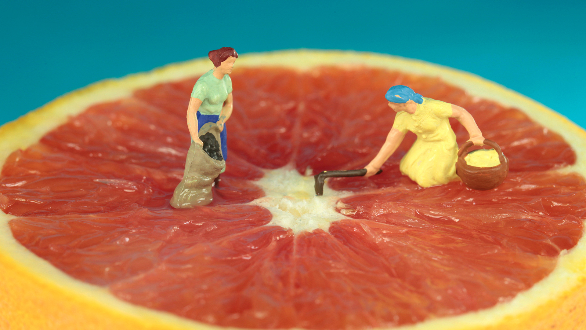 小清新 静物写真 西柚