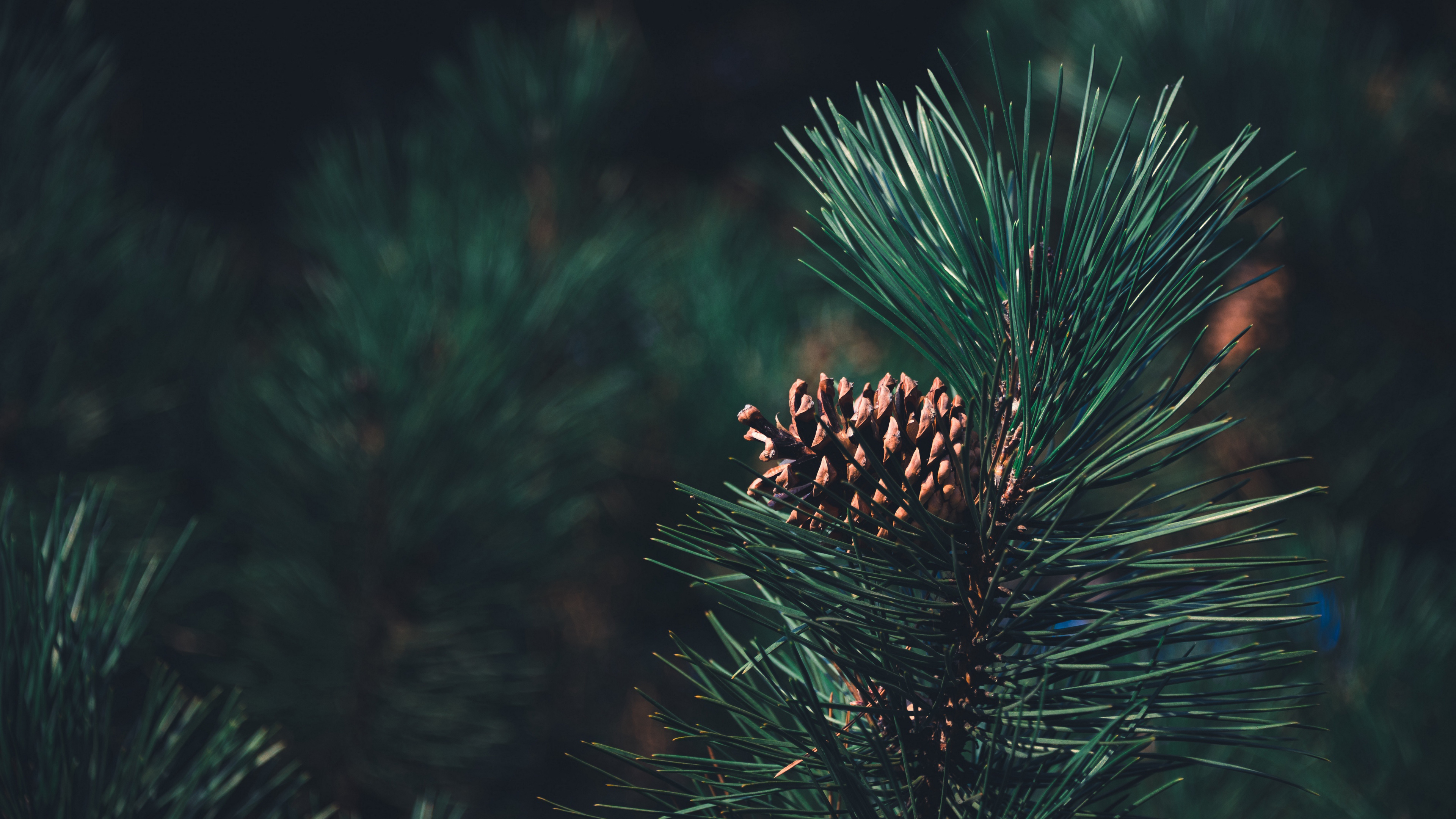 静物写真 松果 松鼠