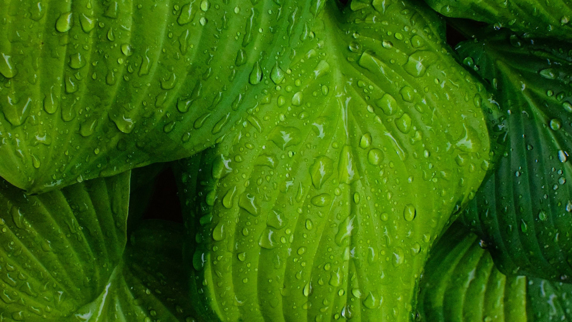 小清新 护眼壁纸 绿叶