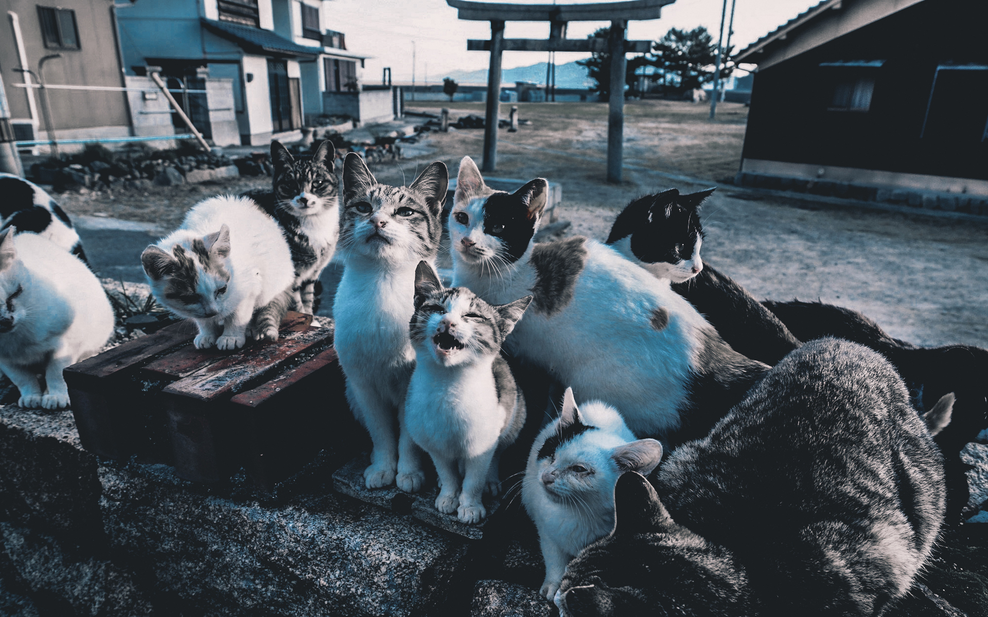 萌宠 动物 喵星人 猫