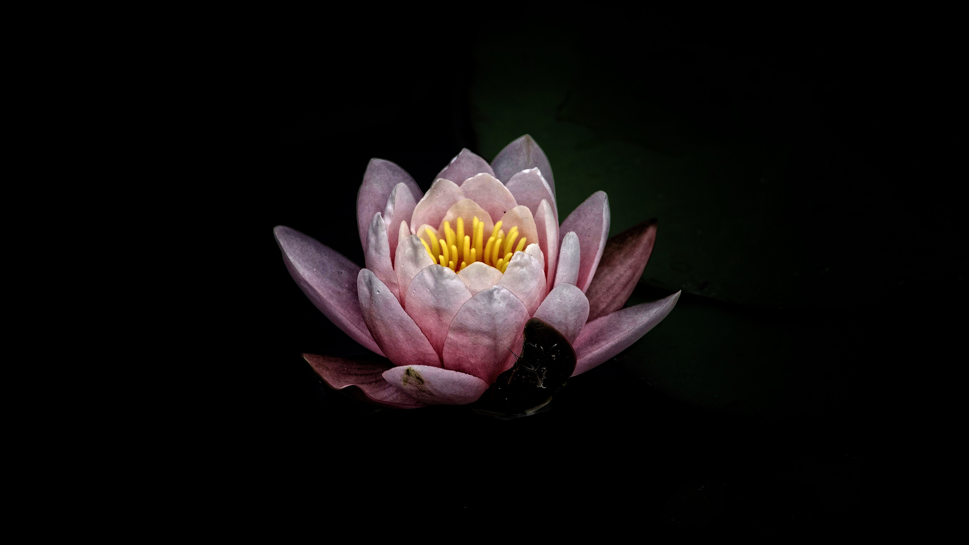 小清新 清新淡雅 花朵