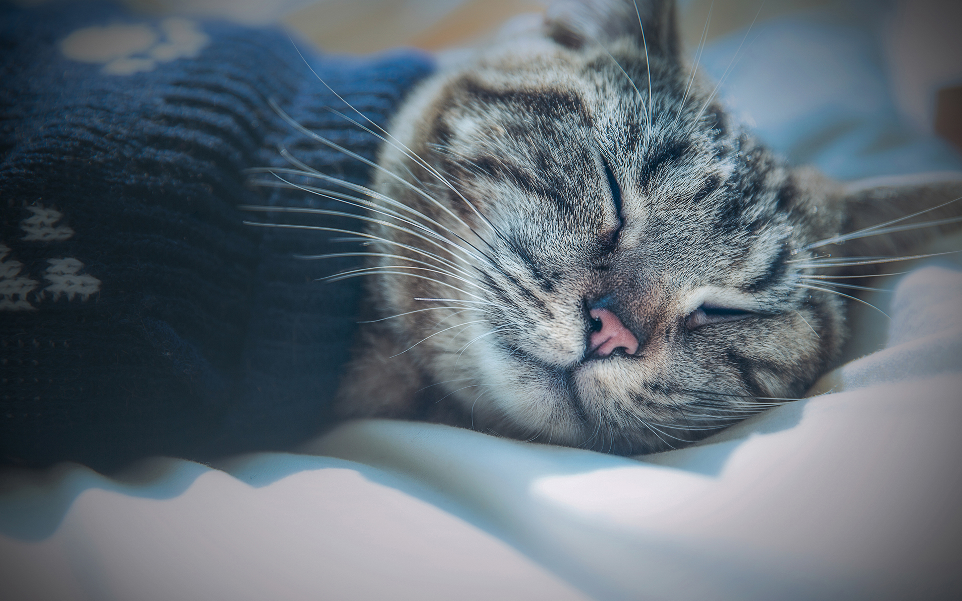 动物 喵星人 可爱小猫