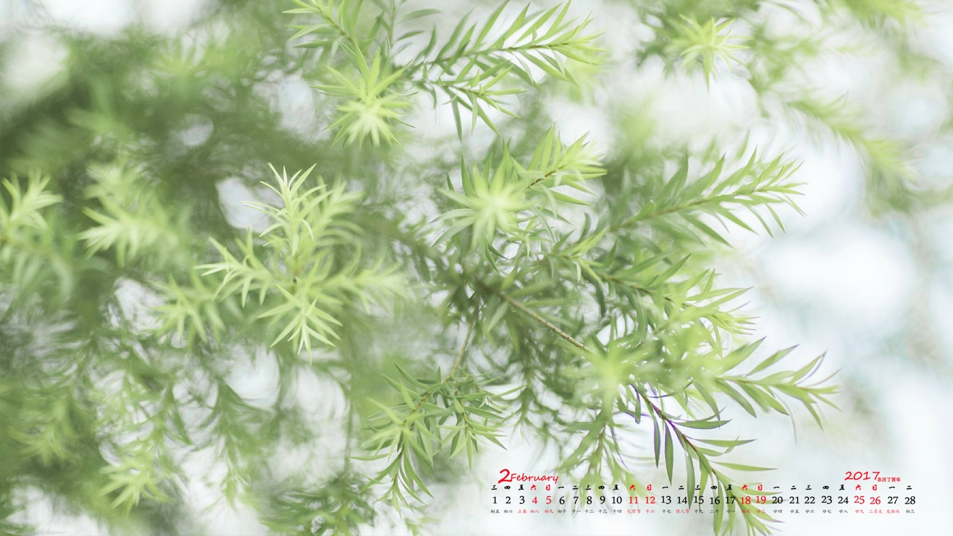 2月 小清新 植物