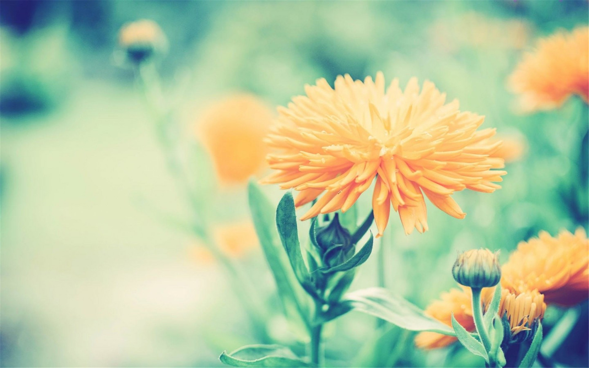 小清新 小花 清新 可爱 宽屏