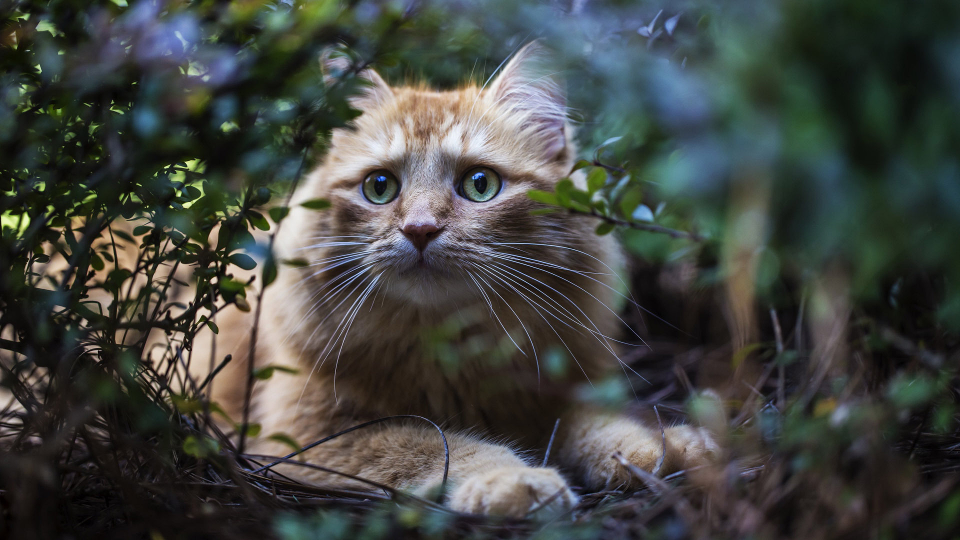 萌宠 动物 猫 喵星人