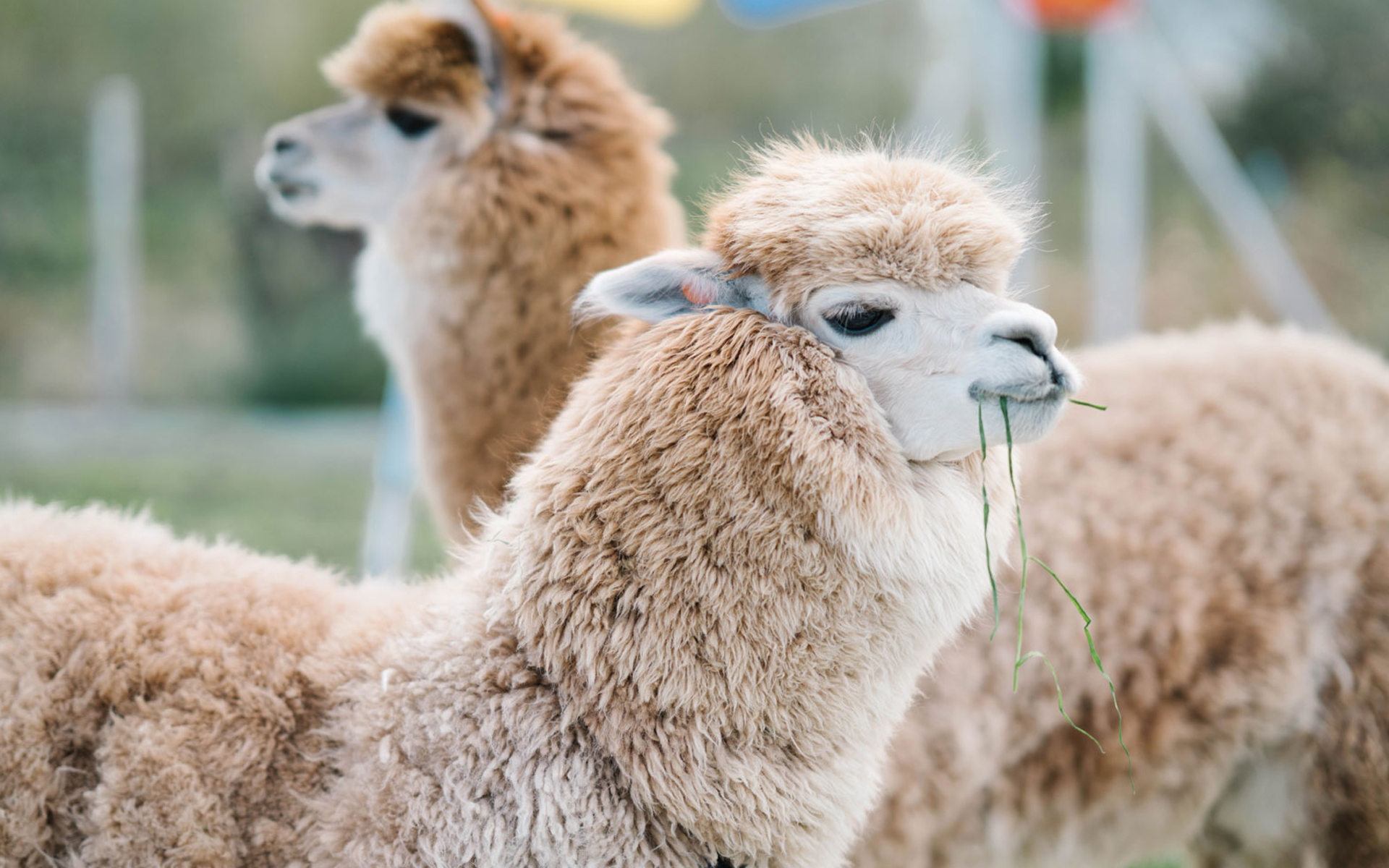 萌宠 动物 羊驼 草泥马